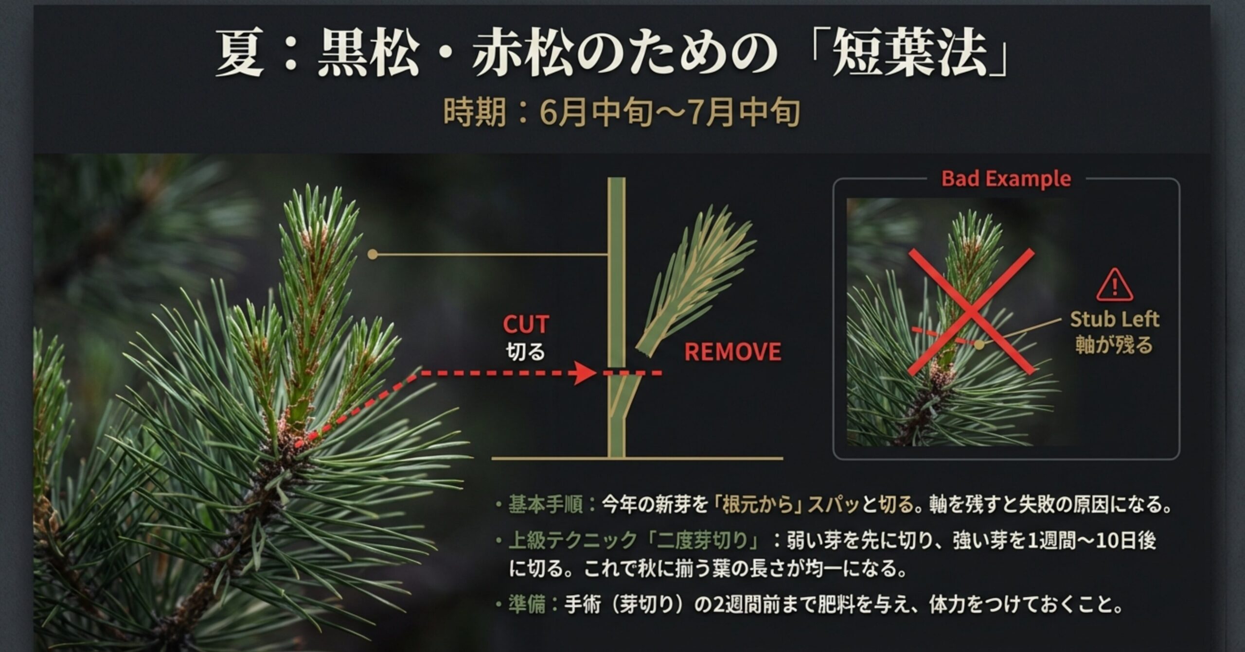 夏の芽切り（短葉法）の手順と失敗例。軸を残さず根元から切る正しい位置と、軸が残った悪い例の比較。