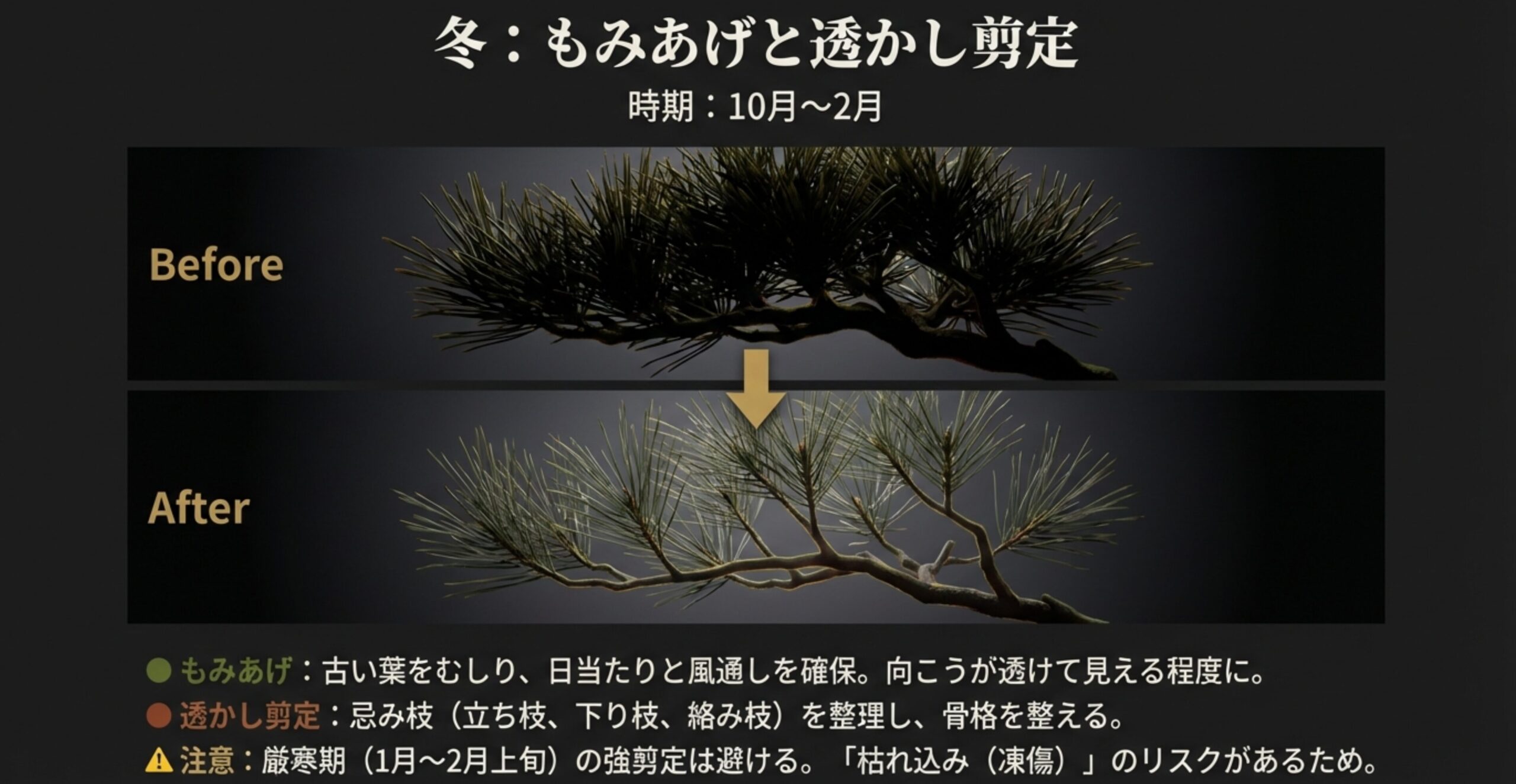 冬のもみあげと透かし剪定による変化。古い葉を取り除き、枝の骨格を整えた前後の写真比較。