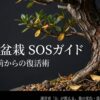 枯れる寸前からの復活術を解説したさつき盆栽SOSガイドの表紙スライド