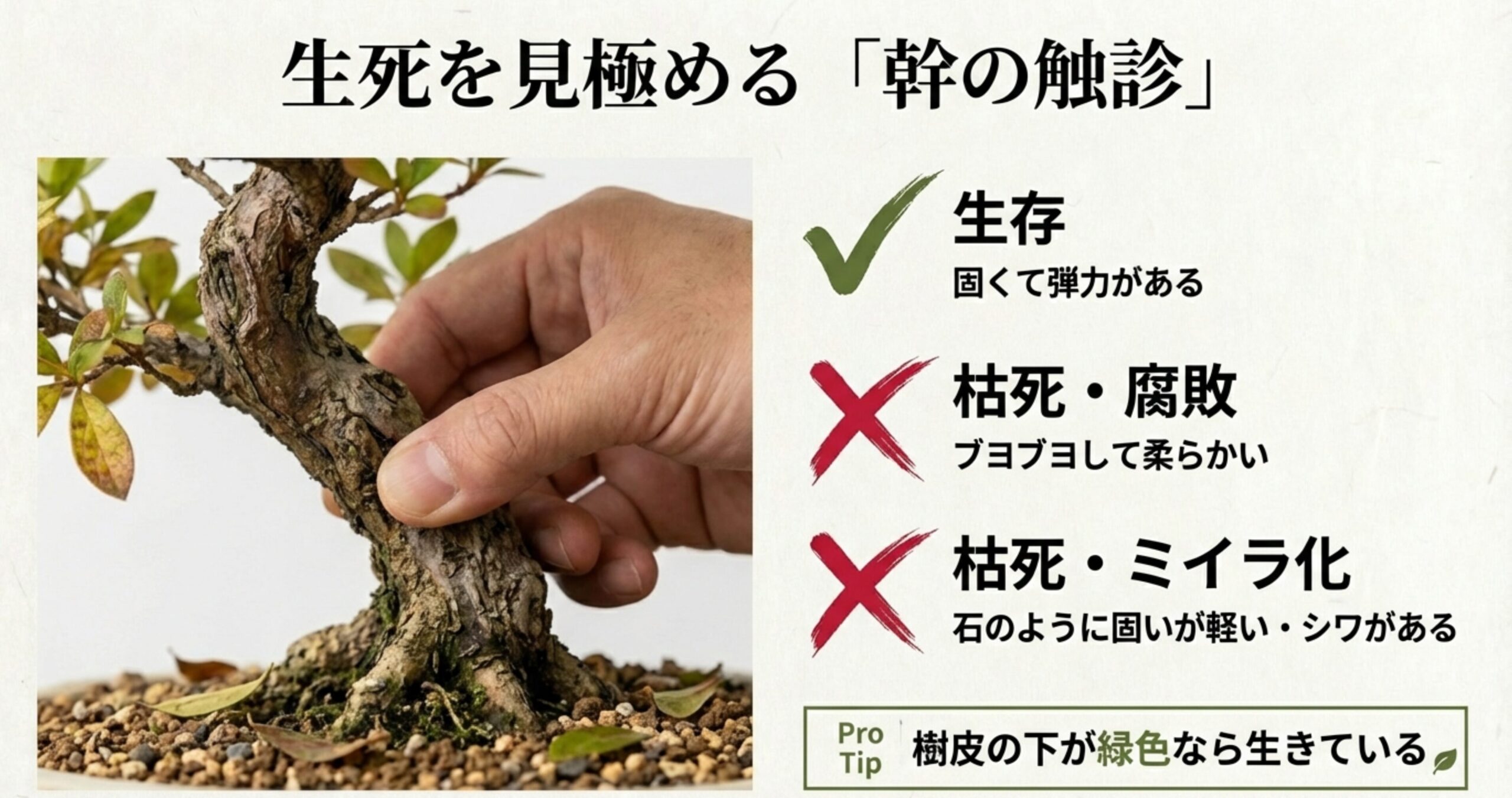 盆栽の幹を指で押して弾力を確認している様子と、固さと生死の判定基準
