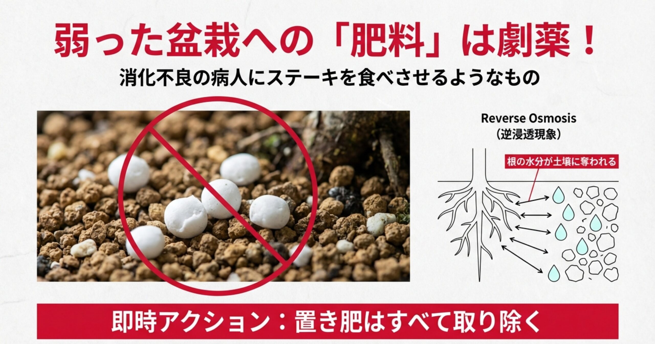 弱った盆栽に肥料を与えると根の水分が土壌に奪われる逆浸透現象の図解