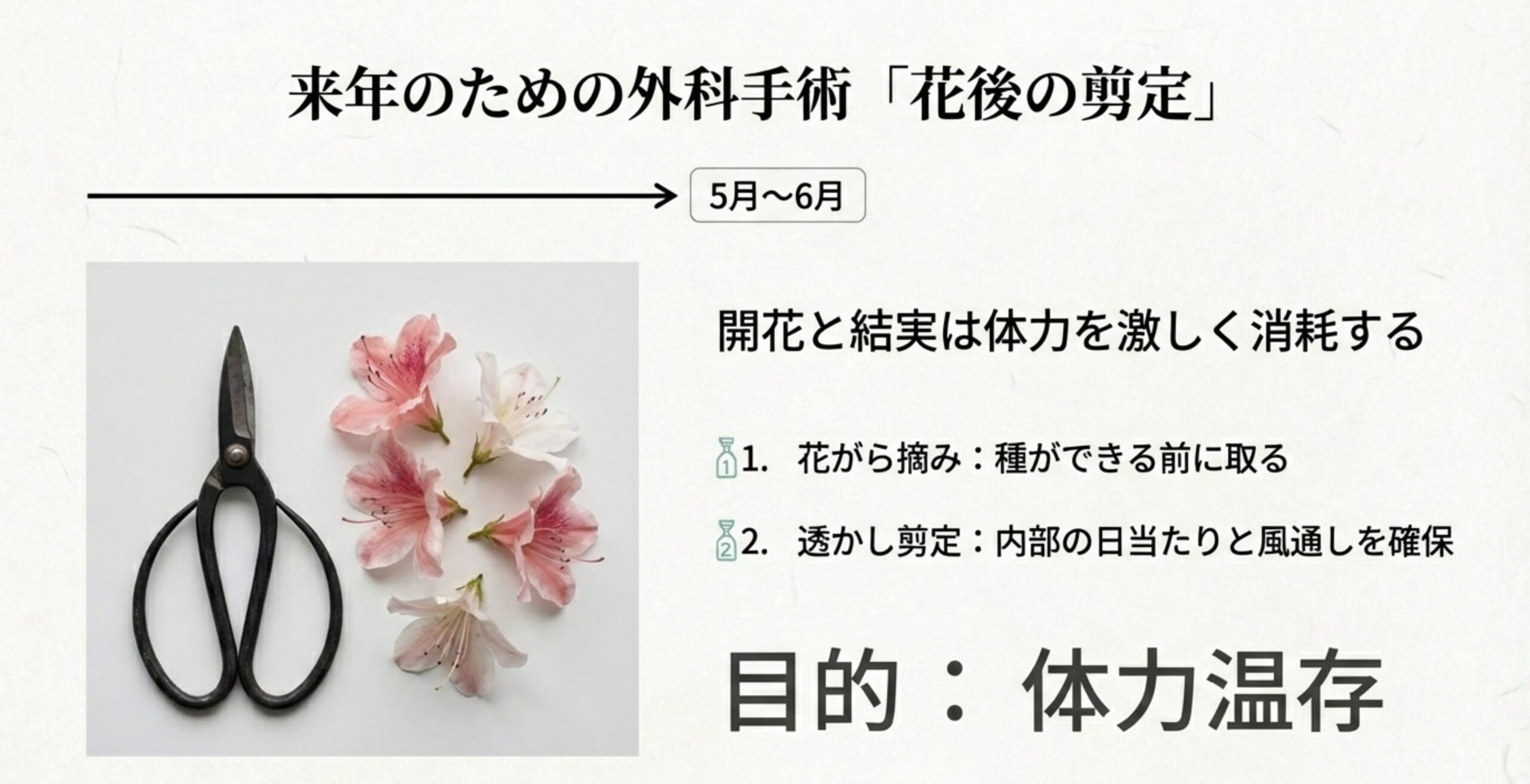 さつきの花と剪定ばさみの写真。開花による体力消耗を防ぐための剪定の重要性を解説
