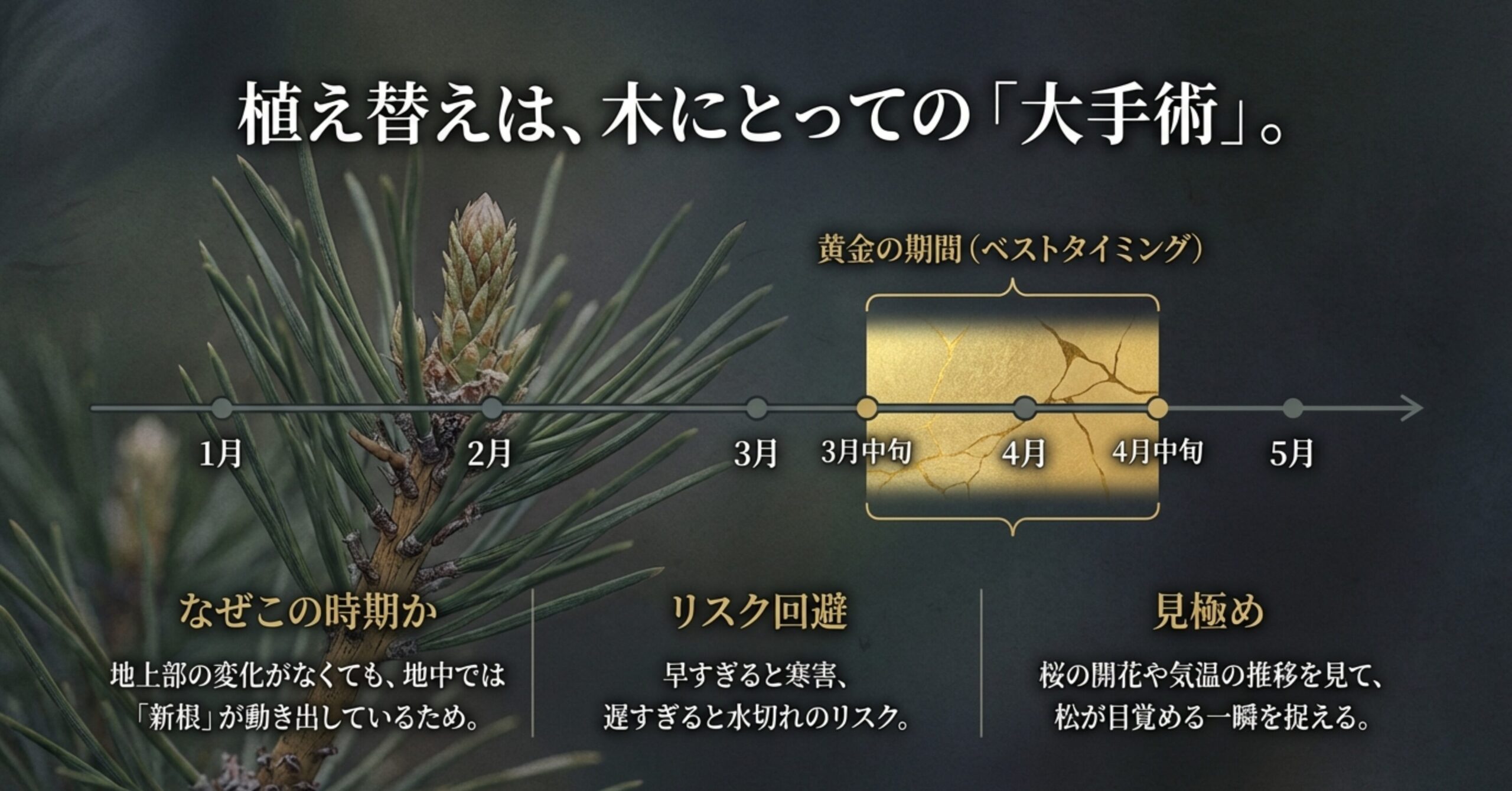 1月から5月までの松の植え替え時期のタイムライン。3月中旬から4月中旬がベストタイミングであることを示す図