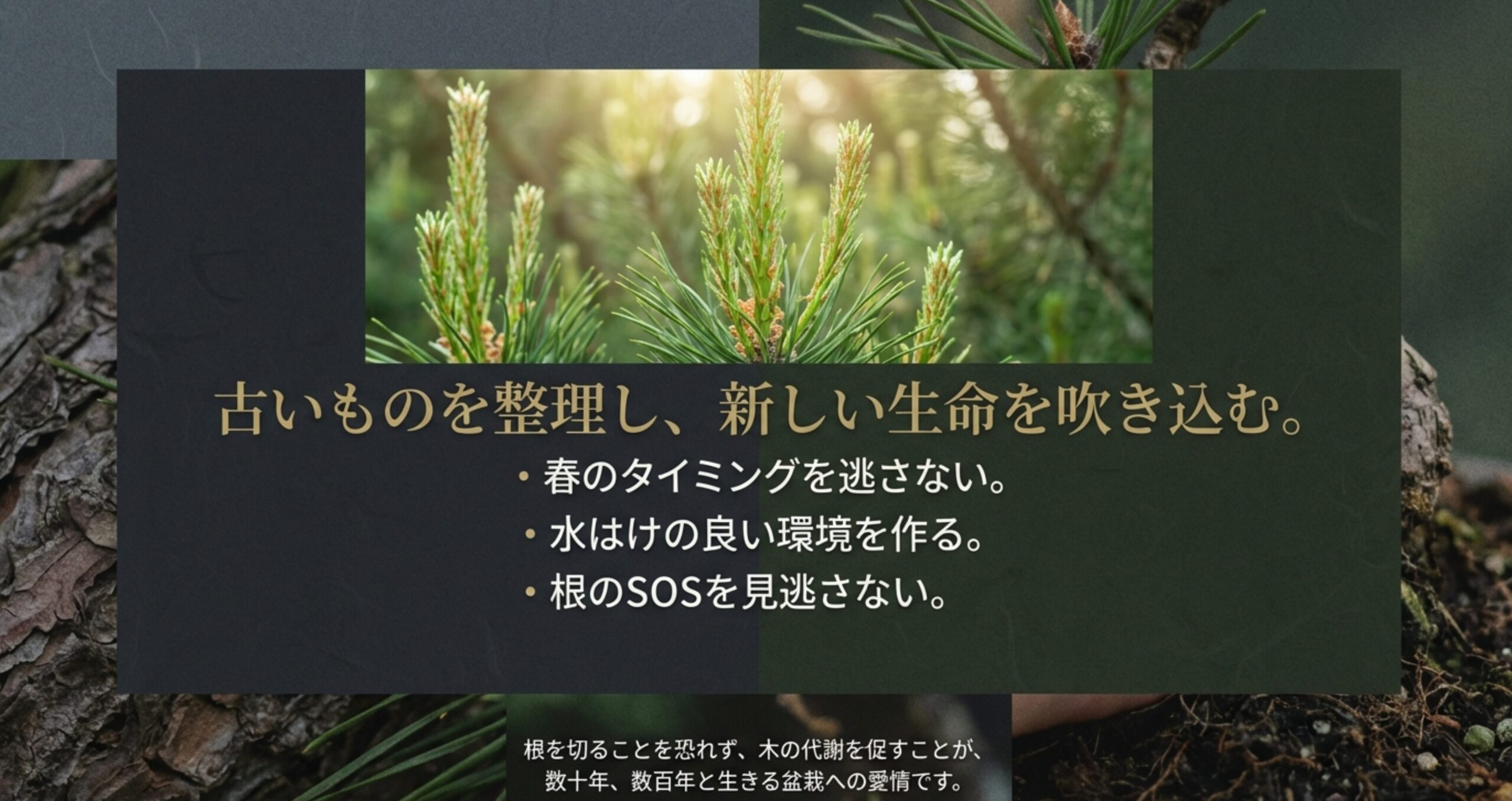 春のタイミングを逃さない、水はけを作る、根のSOSを見逃さないという3つのポイントと、盆栽への愛情について書かれたまとめスライド