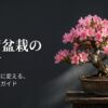 ツツジ盆栽の始め方 不安をワクワクに変える和盆日和の基本ガイドの表紙スライド