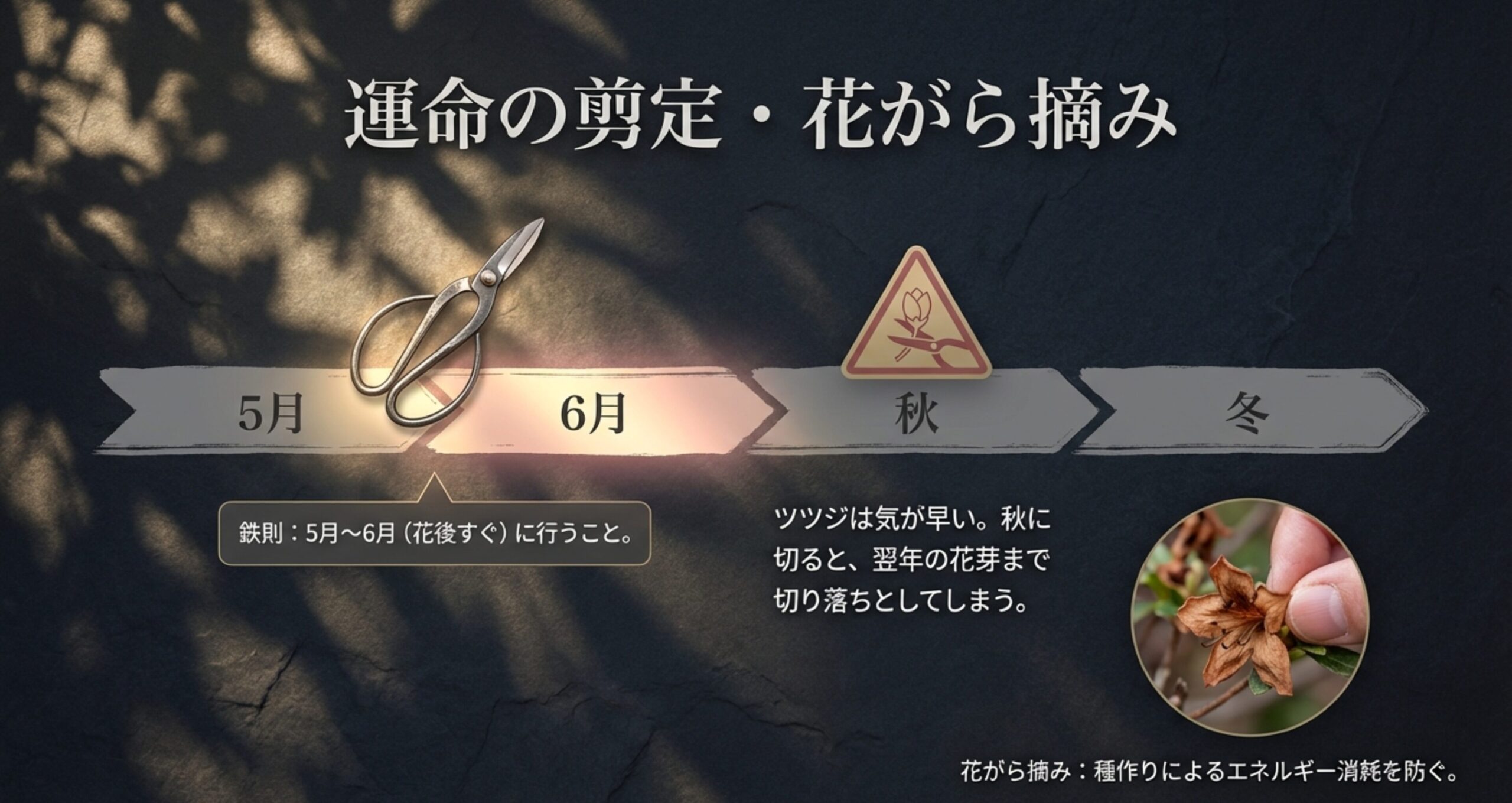 5月から6月の花後に行うツツジ盆栽の剪定と、種作りによるエネルギー消耗を防ぐ花がら摘みを解説したスライド