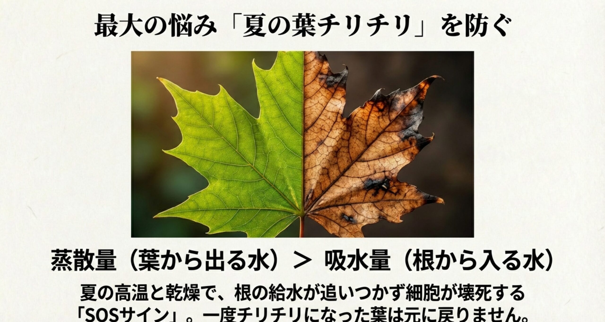 水分不足と乾燥により半分が茶色く壊死してしまったモミジの葉の画像