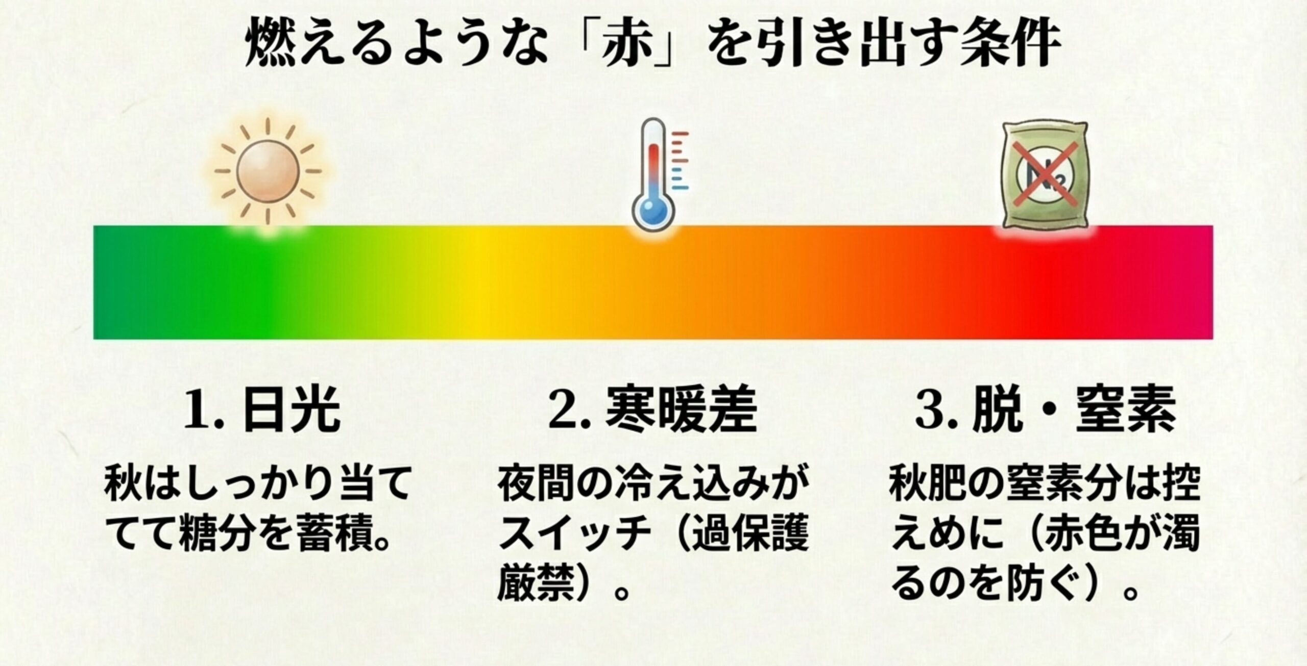 日光、寒暖差、脱・窒素というモミジを赤く染めるための3つの重要条件