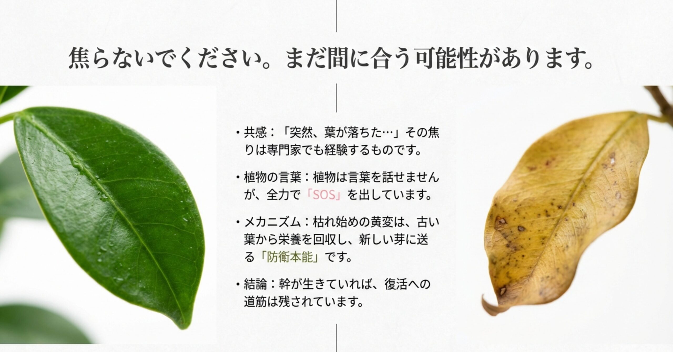 黄色く変色した桜の葉と「焦らないでください。まだ間に合う可能性があります」というメッセージ