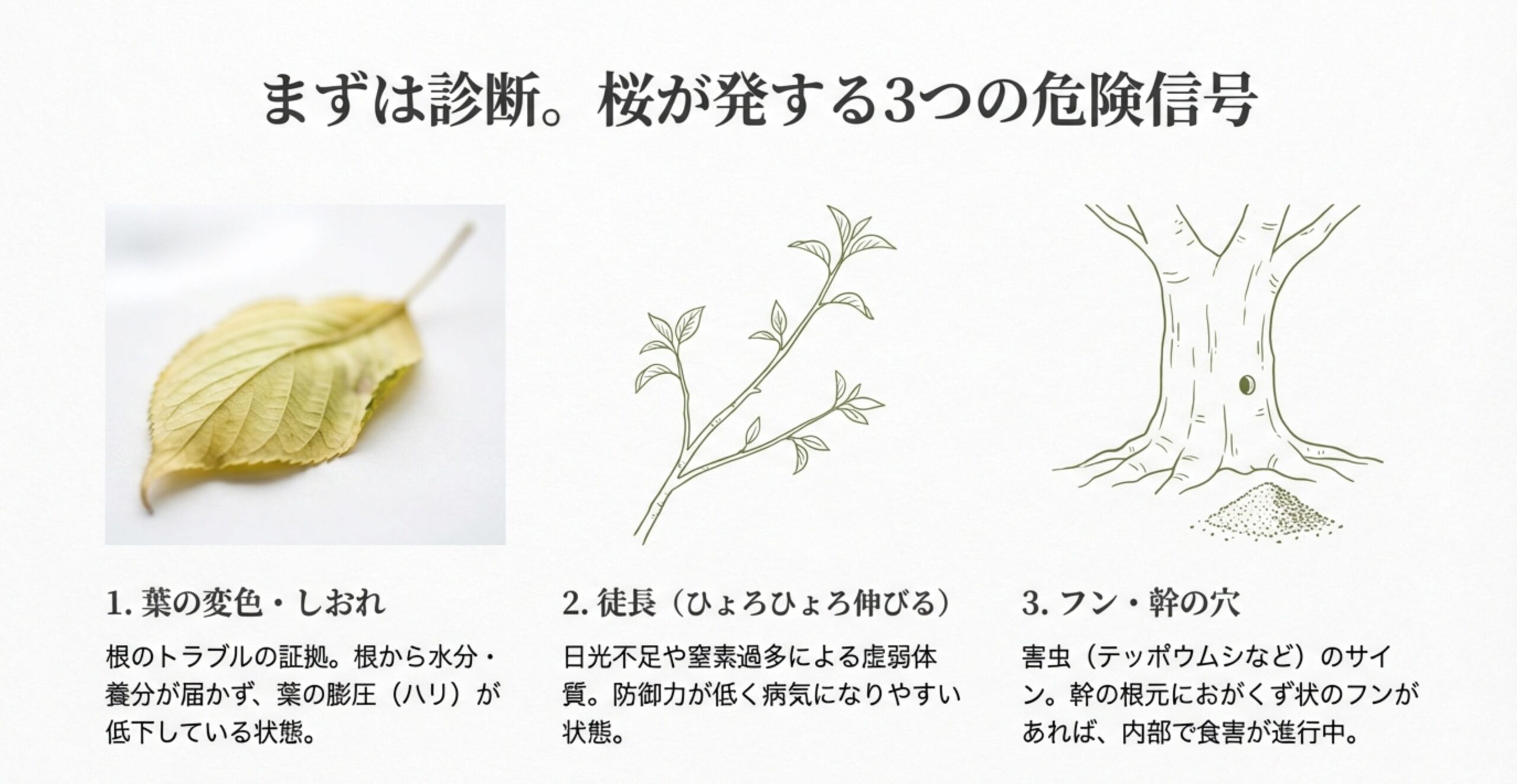 葉の変色、徒長、幹の穴とフンなど、桜盆栽が発する3つの危険信号を示すイラスト