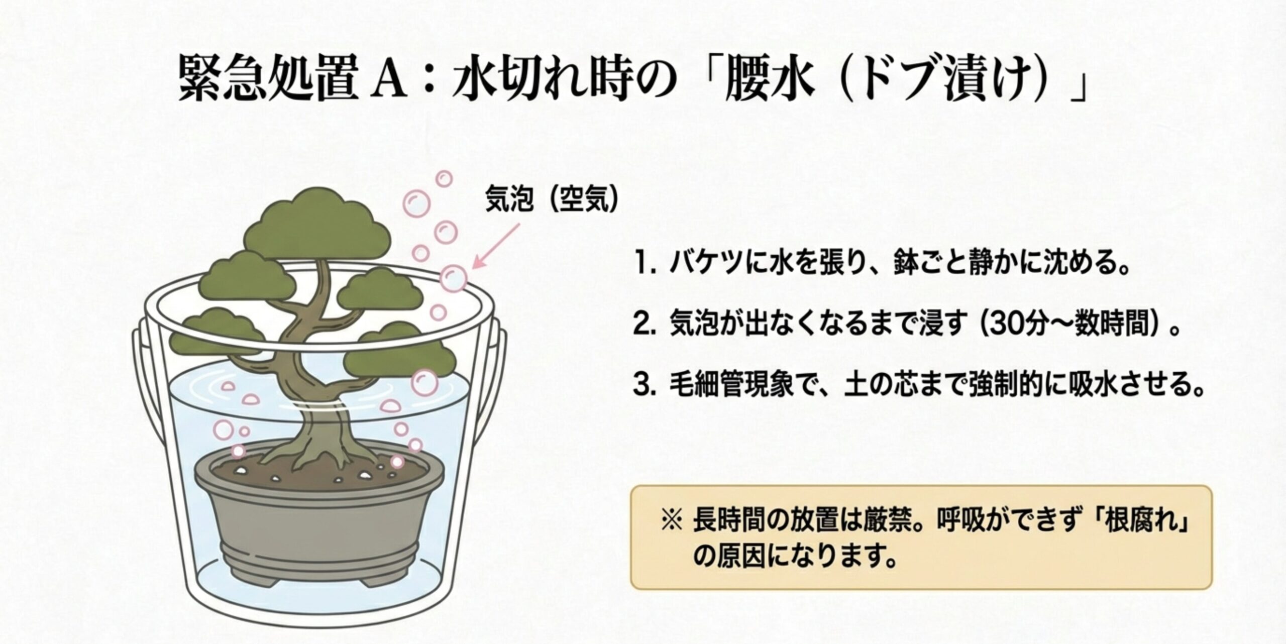 バケツに張った水に桜盆栽を鉢ごと沈め、気泡が出ている腰水（ドブ漬け）の様子を描いた図解