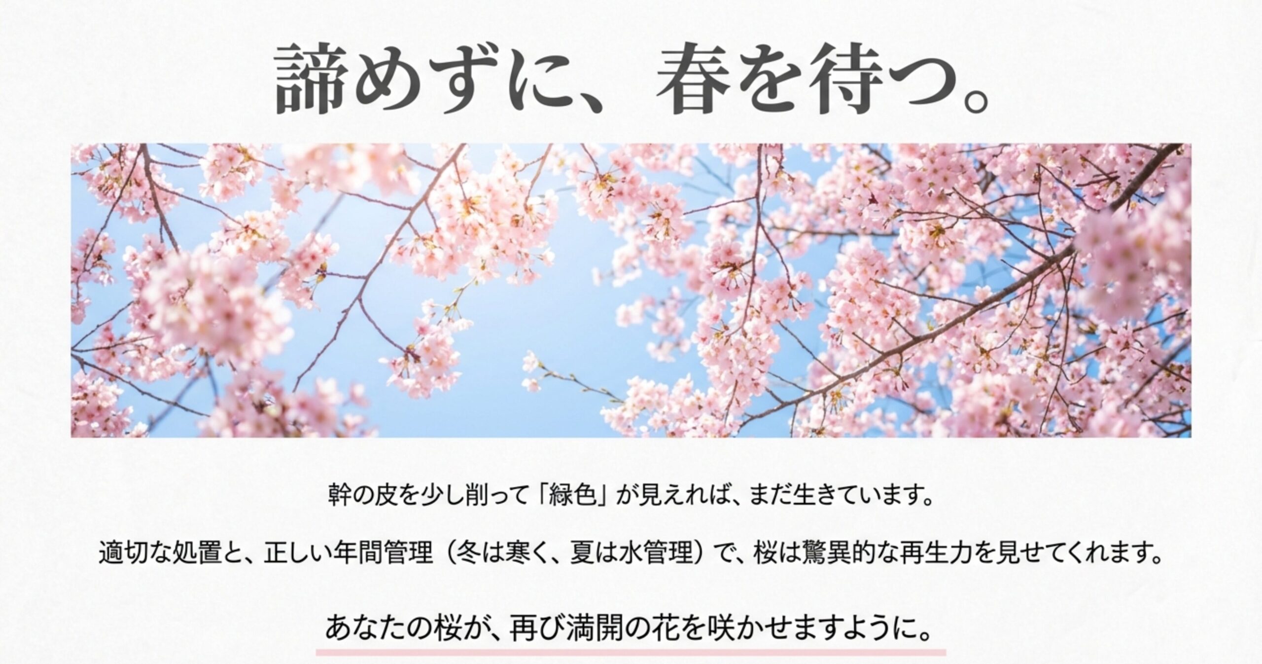 澄んだ青空を背景にした満開の桜の風景と、「諦めずに、春を待つ。」というメッセージ