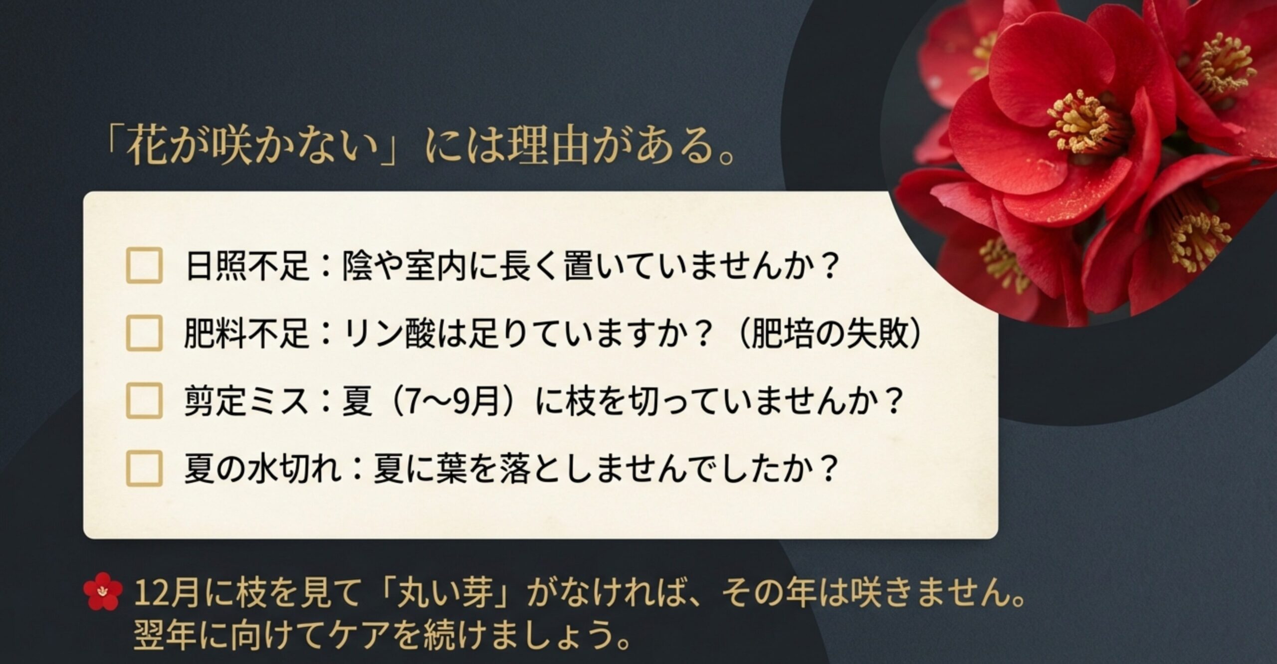 日照不足、肥料不足(リン酸不足)、剪定ミス(夏に枝を切る)、夏場の水切れといった、ボケの花が咲かない4つの理由のチェックリスト 。