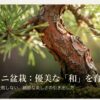 赤松ミニ盆栽：優美な「和」を育てる。初心者でも失敗しない、繊細な美しさの引き出し方