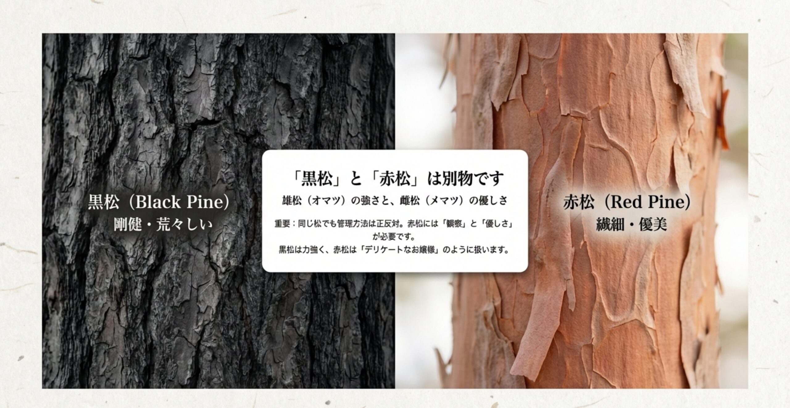 剛健・荒々しい黒松(雄松)と、繊細・優美な赤松(雌松)の性質の違いと管理方法の比較