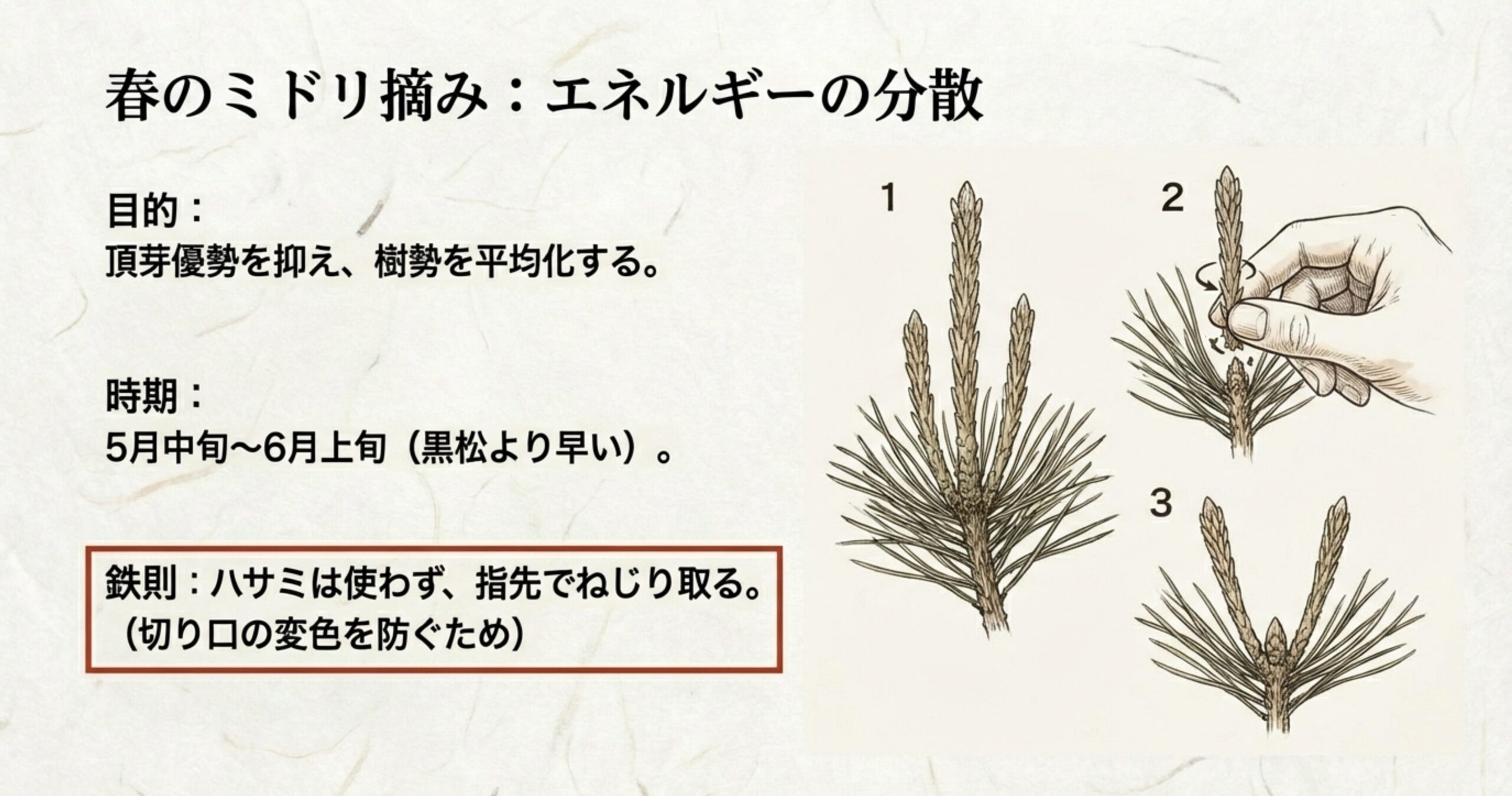 頂芽優勢を抑え樹勢を平均化するためのミドリ摘み。ハサミを使わず指先でねじり取る3ステップの手順