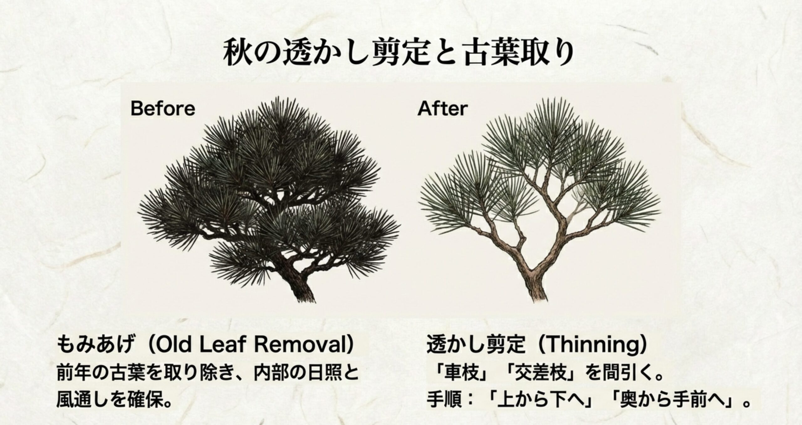 秋の透かし剪定(不要枝の間引き)と、もみあげ(古葉取り)による日照と風通し確保前後の比較図