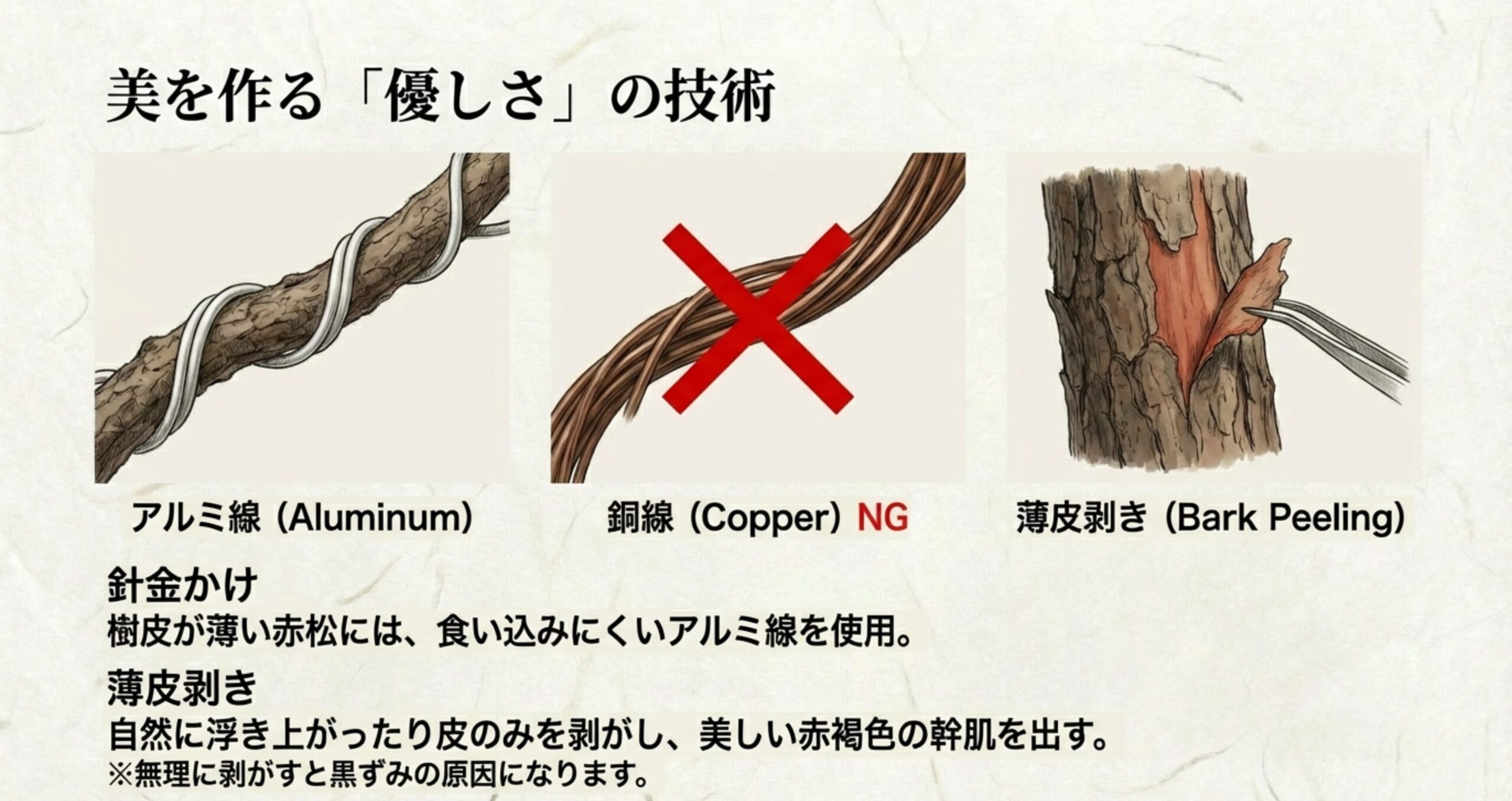 樹皮が薄い赤松への食い込みを防ぐアルミ線の使用(銅線はNG)と、美しい赤褐色の幹肌を出す薄皮剥きの方法