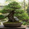 黒松盆栽の葉切りと芽切りで短い葉と整った樹形を作る管理方法
