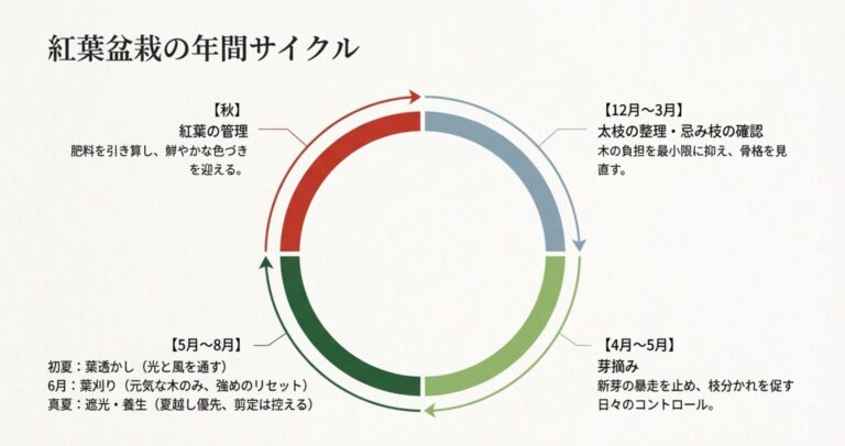 盆栽紅葉の剪定|時期と失敗しないコツ