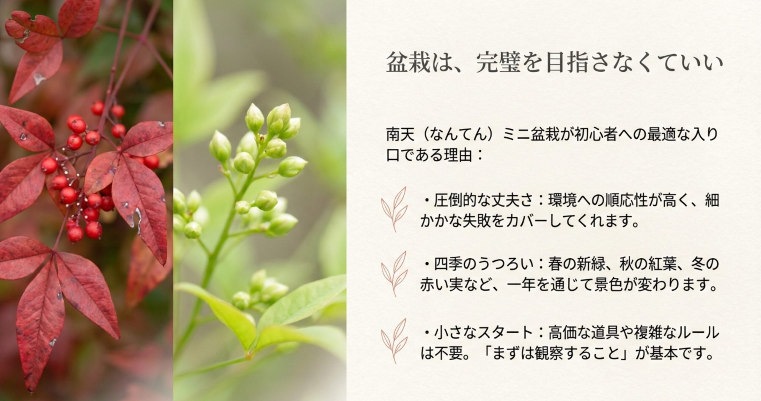 丈夫さ、四季の変化、観察から始まる小さなスタートなど、南天が初心者に向く理由を説明するスライド。