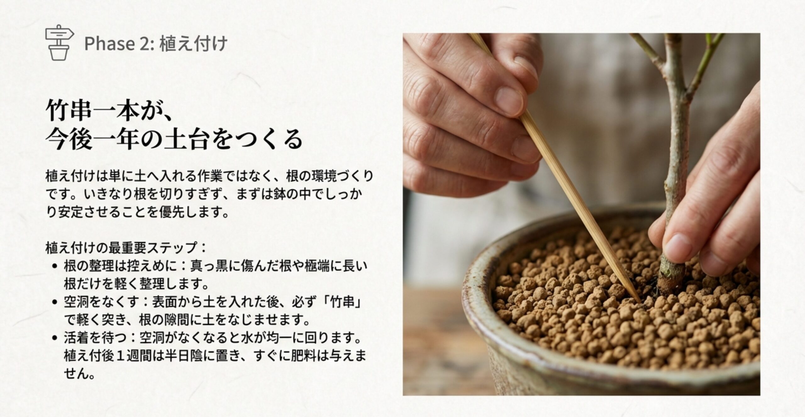 竹串を使って鉢の中の土を突き、根の隙間の空洞をなくす作業の様子と、植え付け後の管理の注意点。