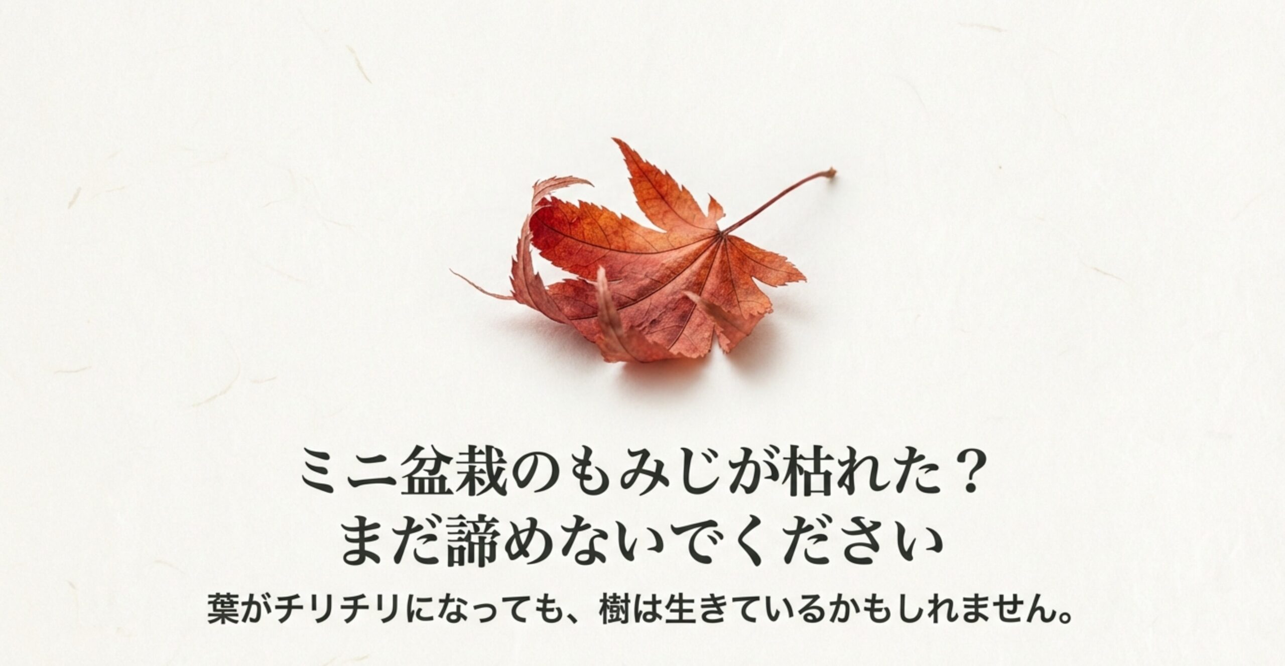 ミニ盆栽のもみじが枯れた？まだ諦めないでください、というメッセージと紅葉した葉の画像