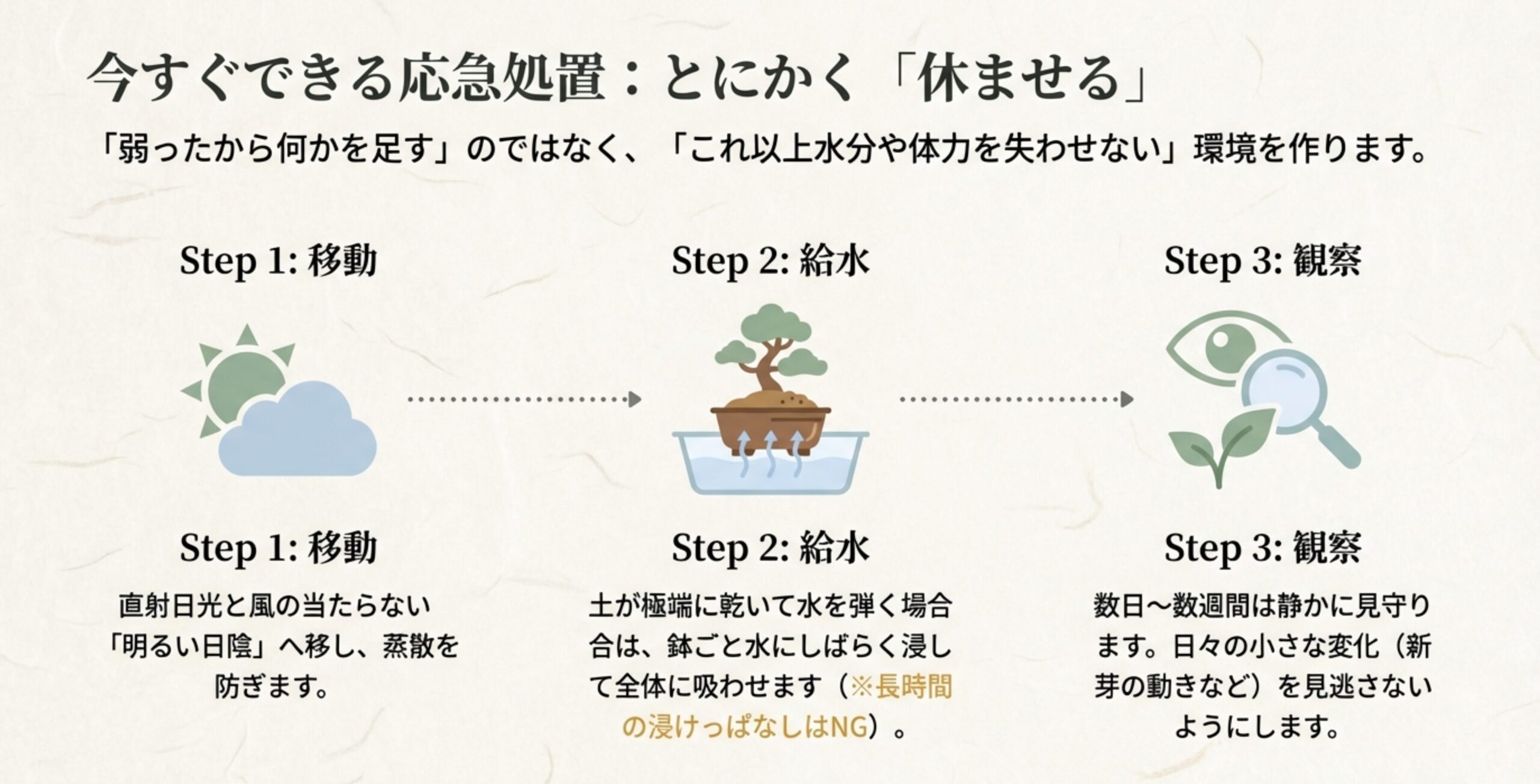 明るい日陰への移動、鉢ごと水に浸す給水、数週間の観察という、今すぐできる応急処置の3つのステップ