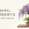小さな鉢の中に、四季の景色を育てる ミニ盆栽「小藤」の育て方と楽しみ方 。