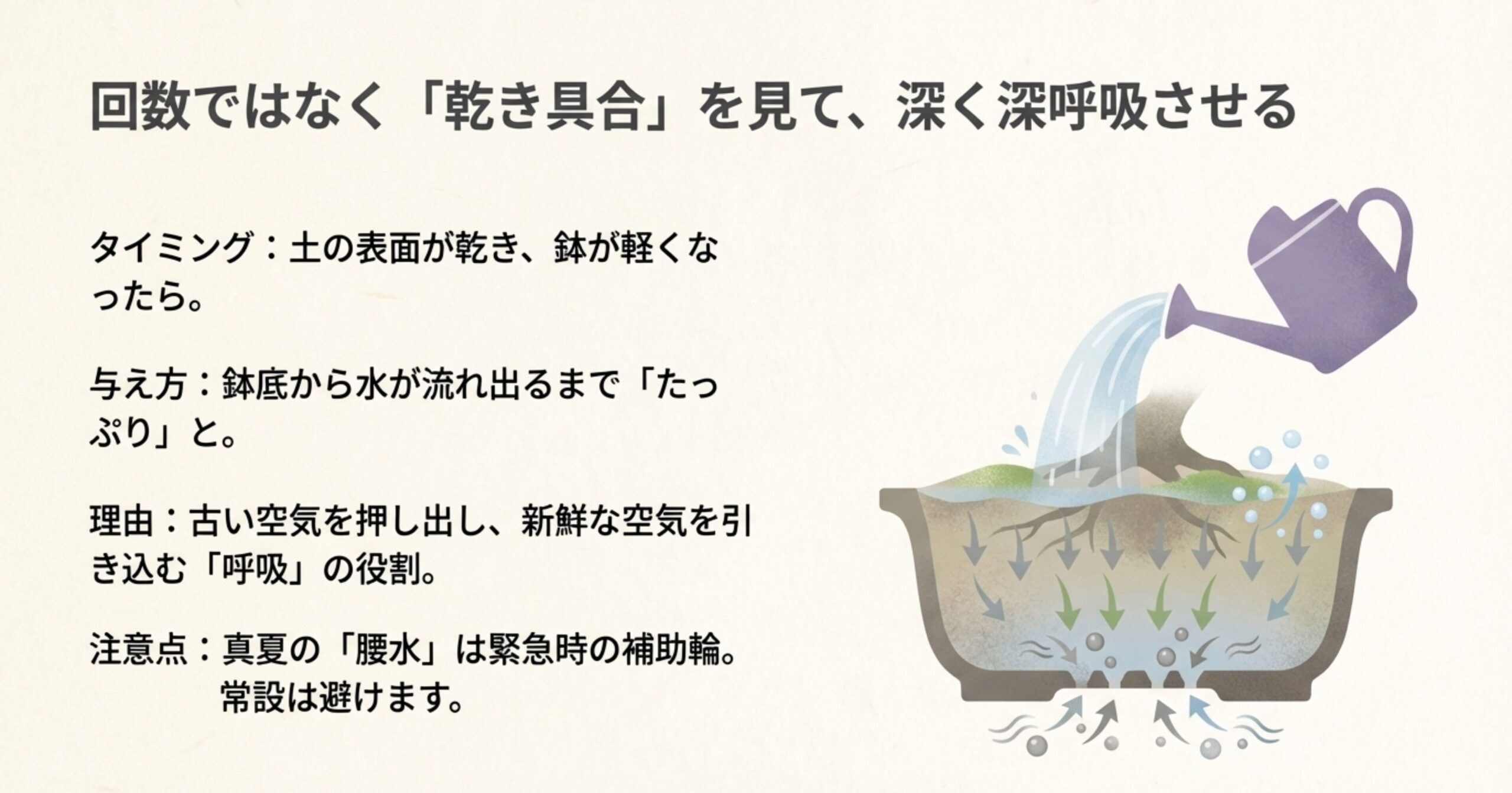 水やりは回数ではなく乾き具合を見て、深く深呼吸させる 。土の表面が乾いたら、鉢底から水が流れ出るまでたっぷりと与える 。