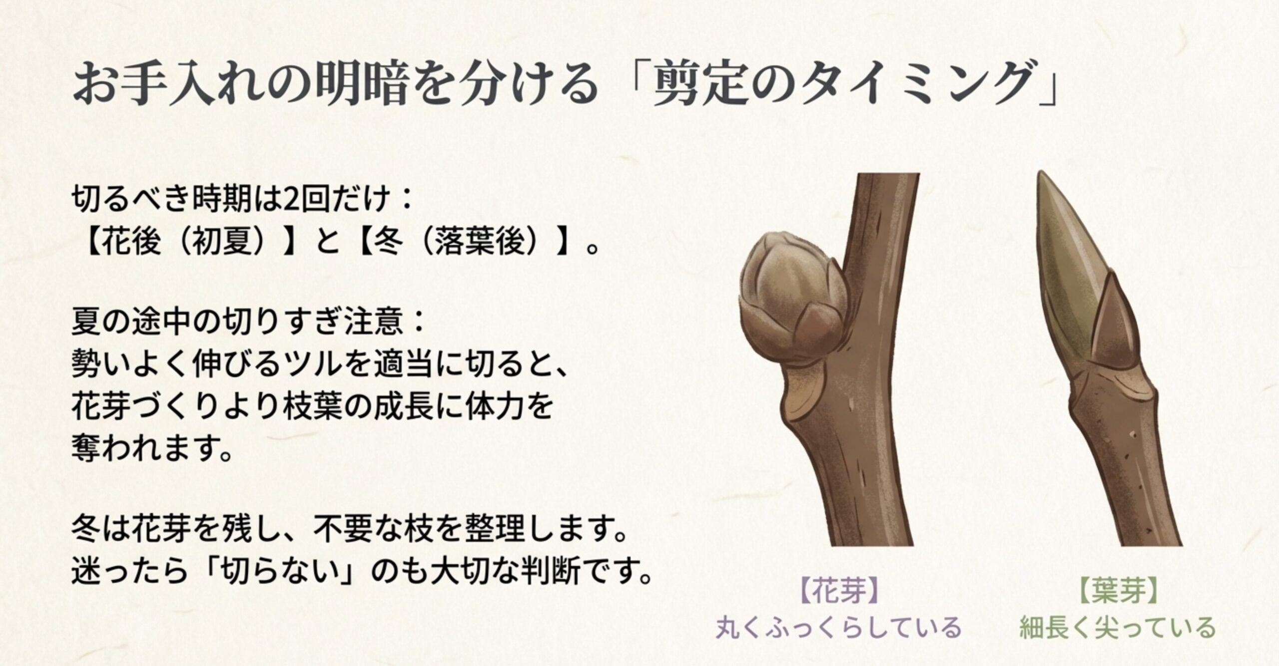 お手入れの明暗を分ける「剪定のタイミング」 。切るべき時期は花後（初夏）と冬（落葉後）の2回のみ 。丸くふっくらしている花芽と、細長く尖っている葉芽の特徴 。