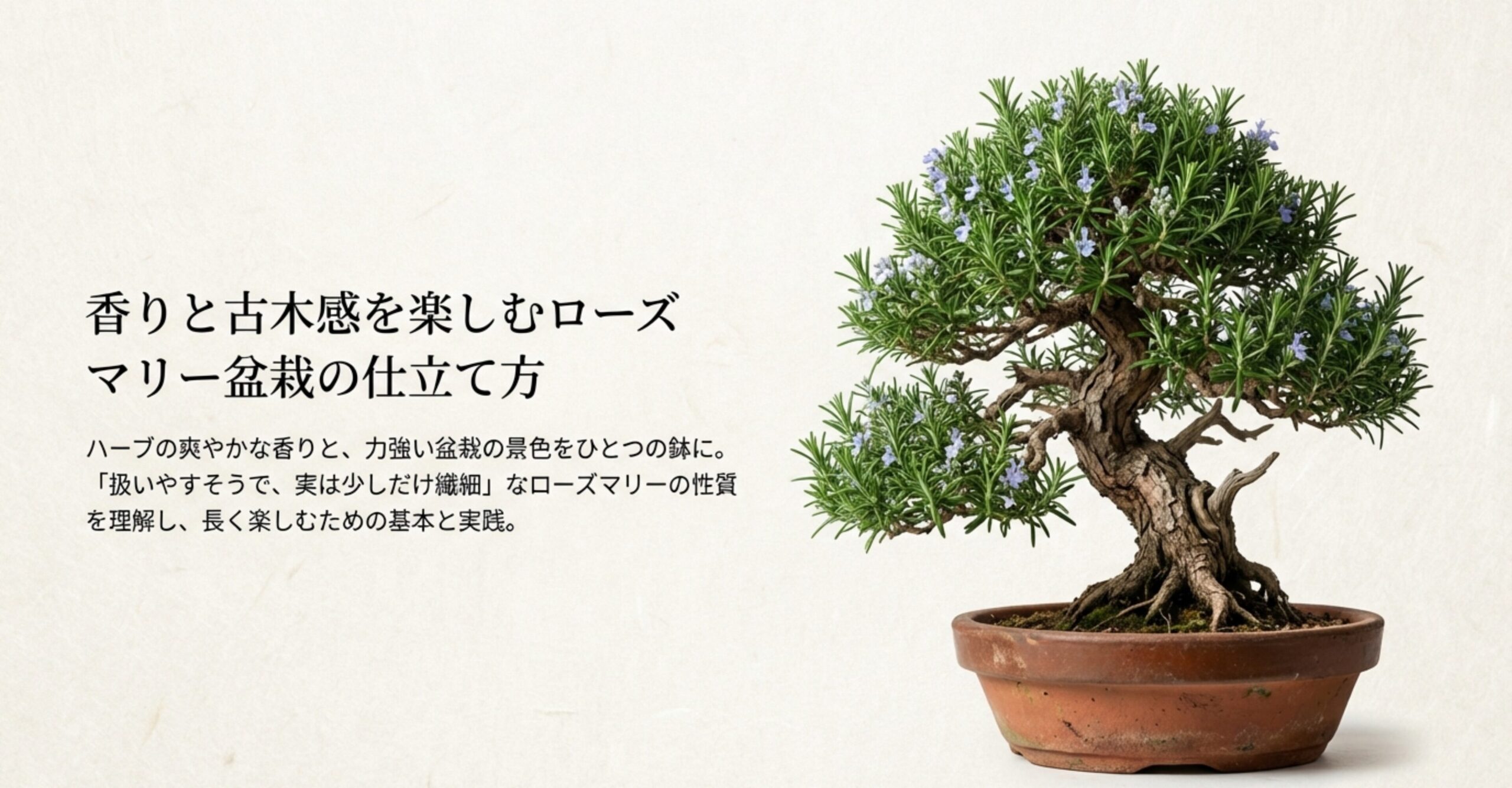 紫色の小さな花を咲かせた立派なローズマリー盆栽の画像 。