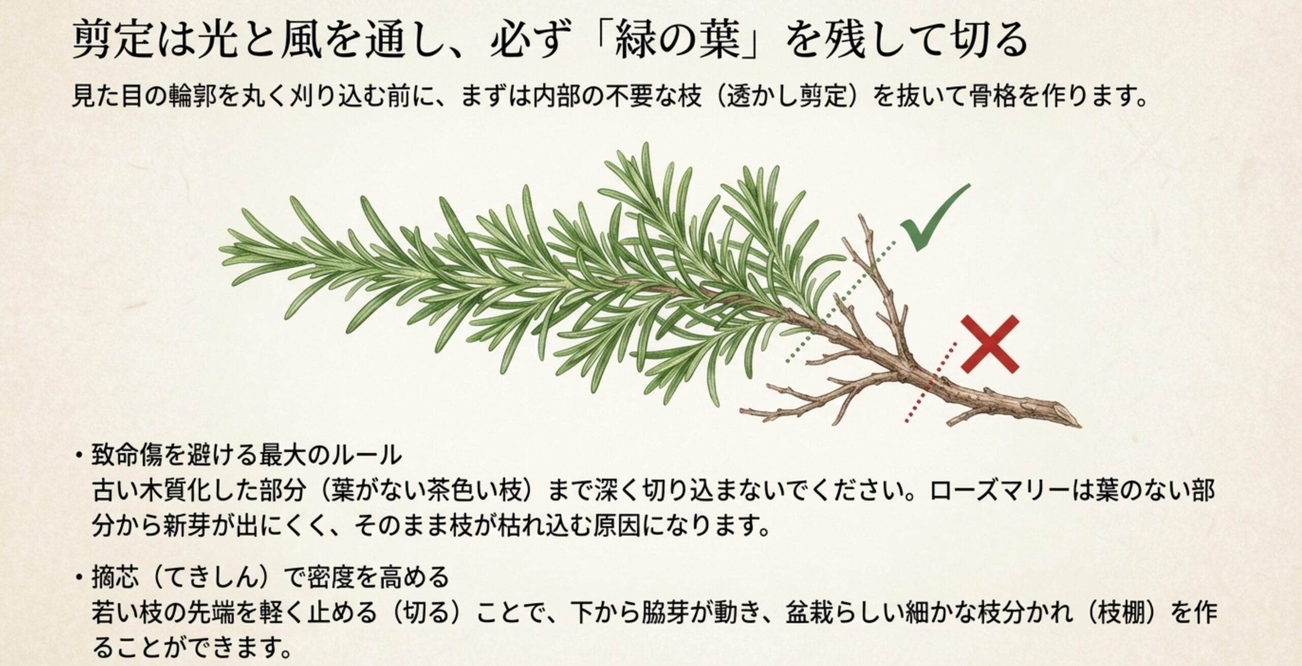 ローズマリーの枝のイラストとともに、致命傷を避けるために古い木質化した部分まで切り込まないルールを解説したスライド 。