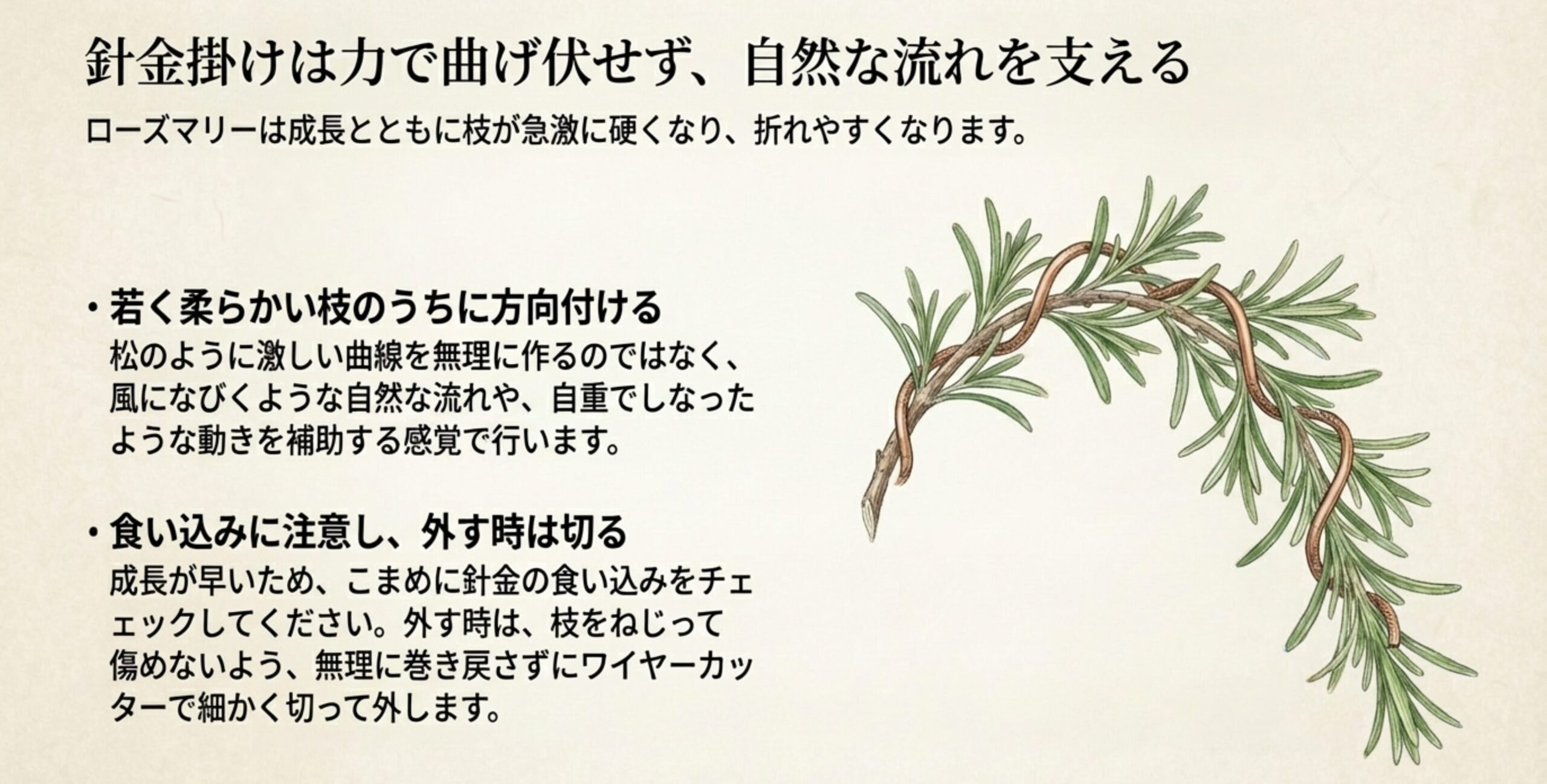 若く柔らかい枝のうちに方向付けを行い、食い込みに注意しながら自然な流れを補助する針金掛けのコツを解説したスライド 。