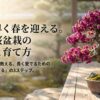 おかめ桜盆栽の始め方と育て方。和盆日和の「S」が教える「知る・選ぶ・育てる」の3ステップ。