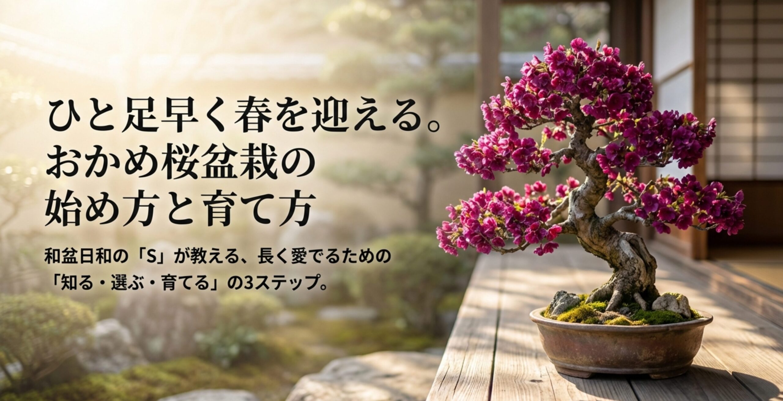 おかめ桜盆栽の始め方と育て方。和盆日和の「S」が教える「知る・選ぶ・育てる」の3ステップ。