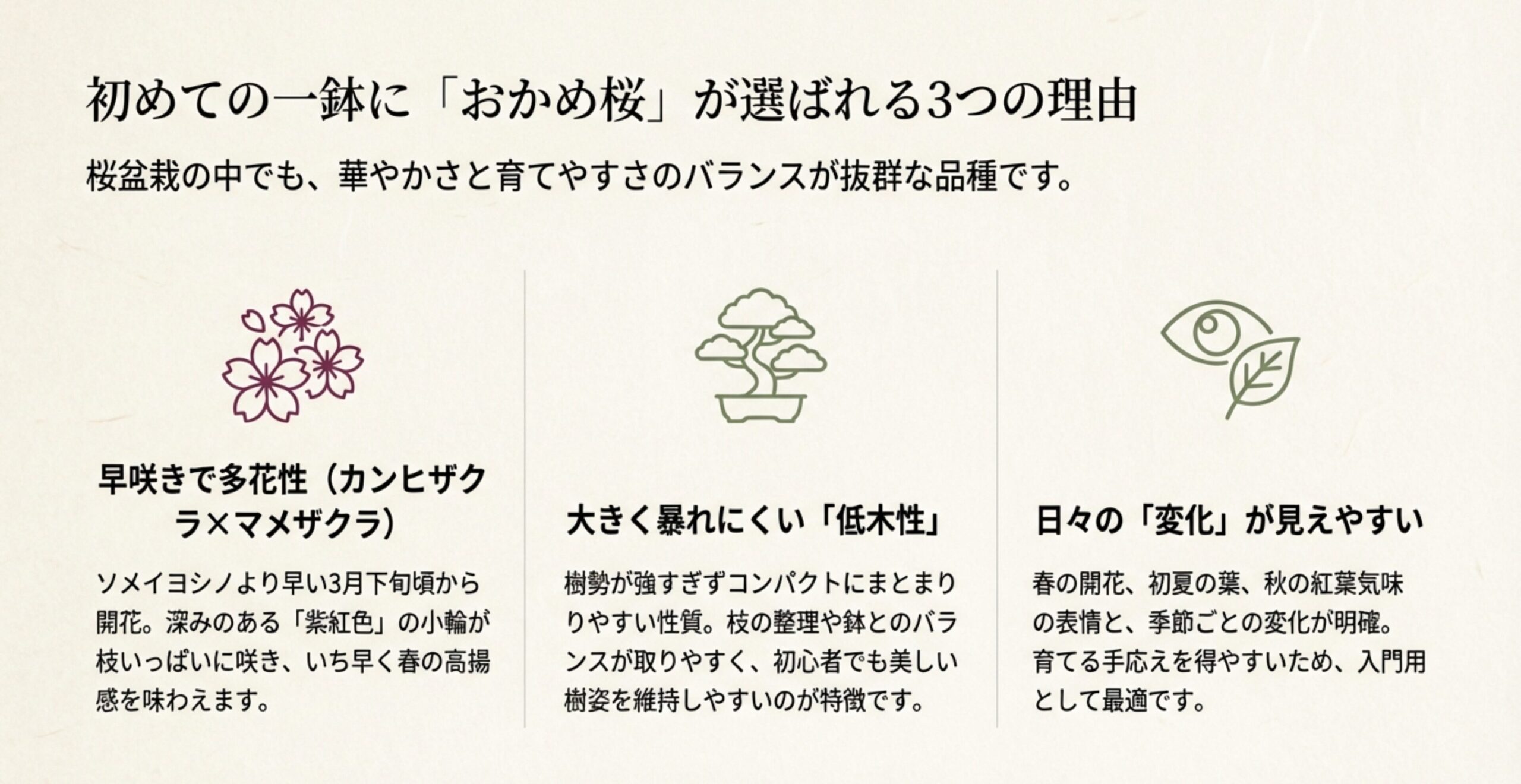 初めての一鉢におかめ桜が選ばれる3つの理由。早咲きで多花性、大きく暴れにくい低木性、日々の変化が見えやすいという特徴の解説。