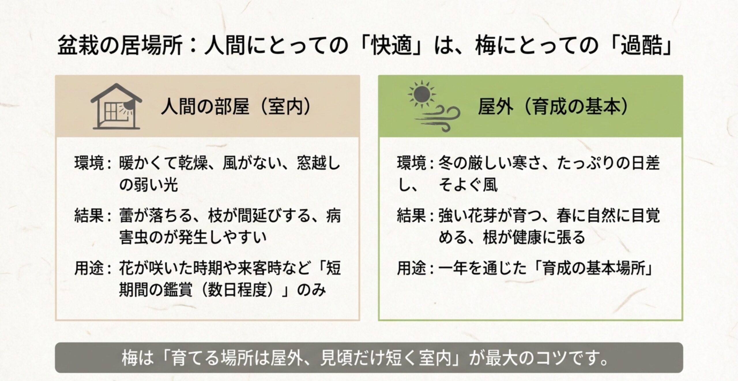 室内（乾燥・弱光）と屋外（厳しい寒さ・日差し）が梅に与える影響の比較図。「育てる場所は屋外、見頃だけ短く室内」というコツの紹介 。