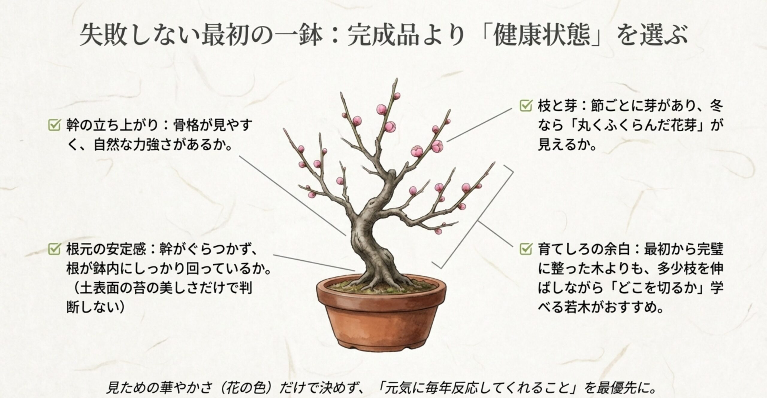 幹の立ち上がり、根元の安定感、枝と芽の状態など、完成度よりも健康状態を優先する選び方のチェックリスト 。