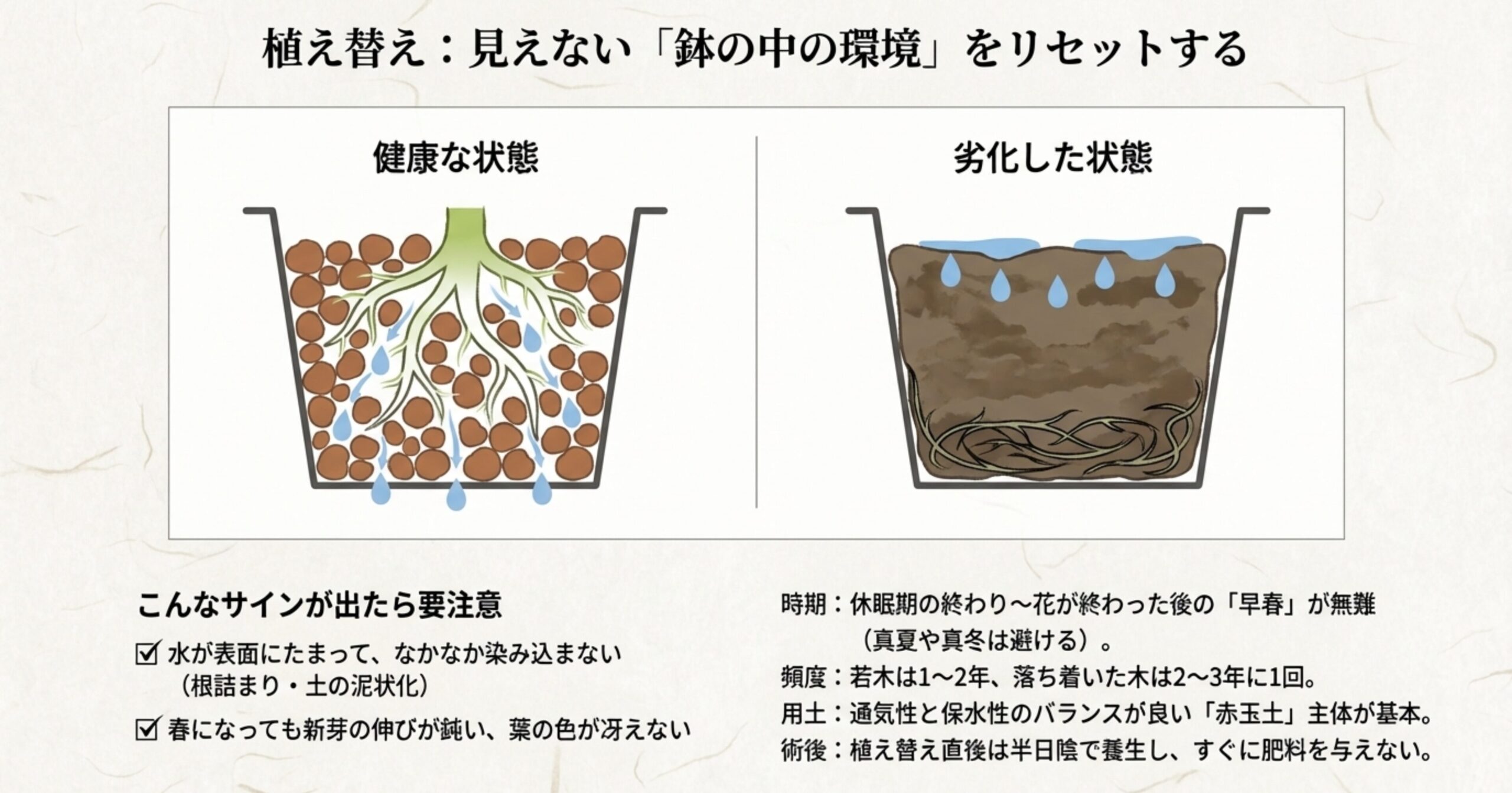 土の泥状化や根詰まりのサイン、赤玉土主体の用土、早春の適期など、植え替えの基本情報のまとめ 。