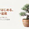 素焼きの鉢に植えられた立派な松の盆栽と、「100均ではじめる、私らしい盆栽」というタイトル文字。