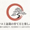 コマユミ盆栽の育て方と楽しみ方 。基礎から結実まで、秋の景色をつくる日々の手入れ 。