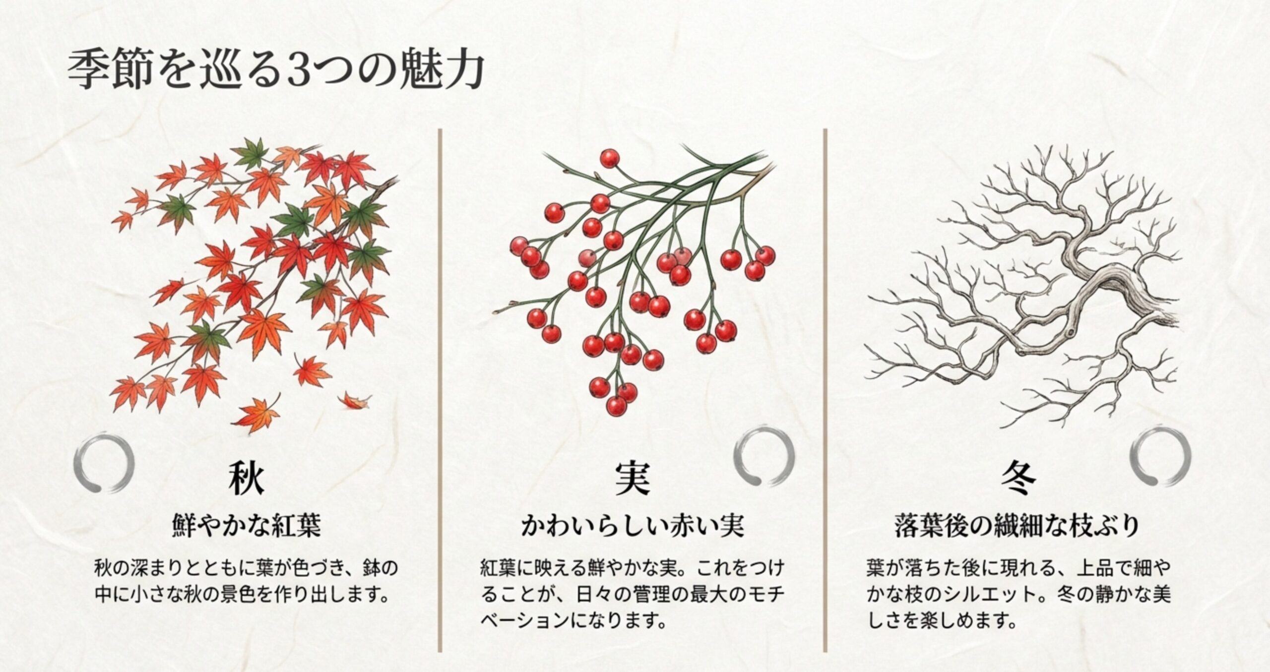 季節を巡る3つの魅力 。秋は鮮やかな紅葉と赤い実 、冬は落葉後の繊細な枝ぶりが楽しめます 。