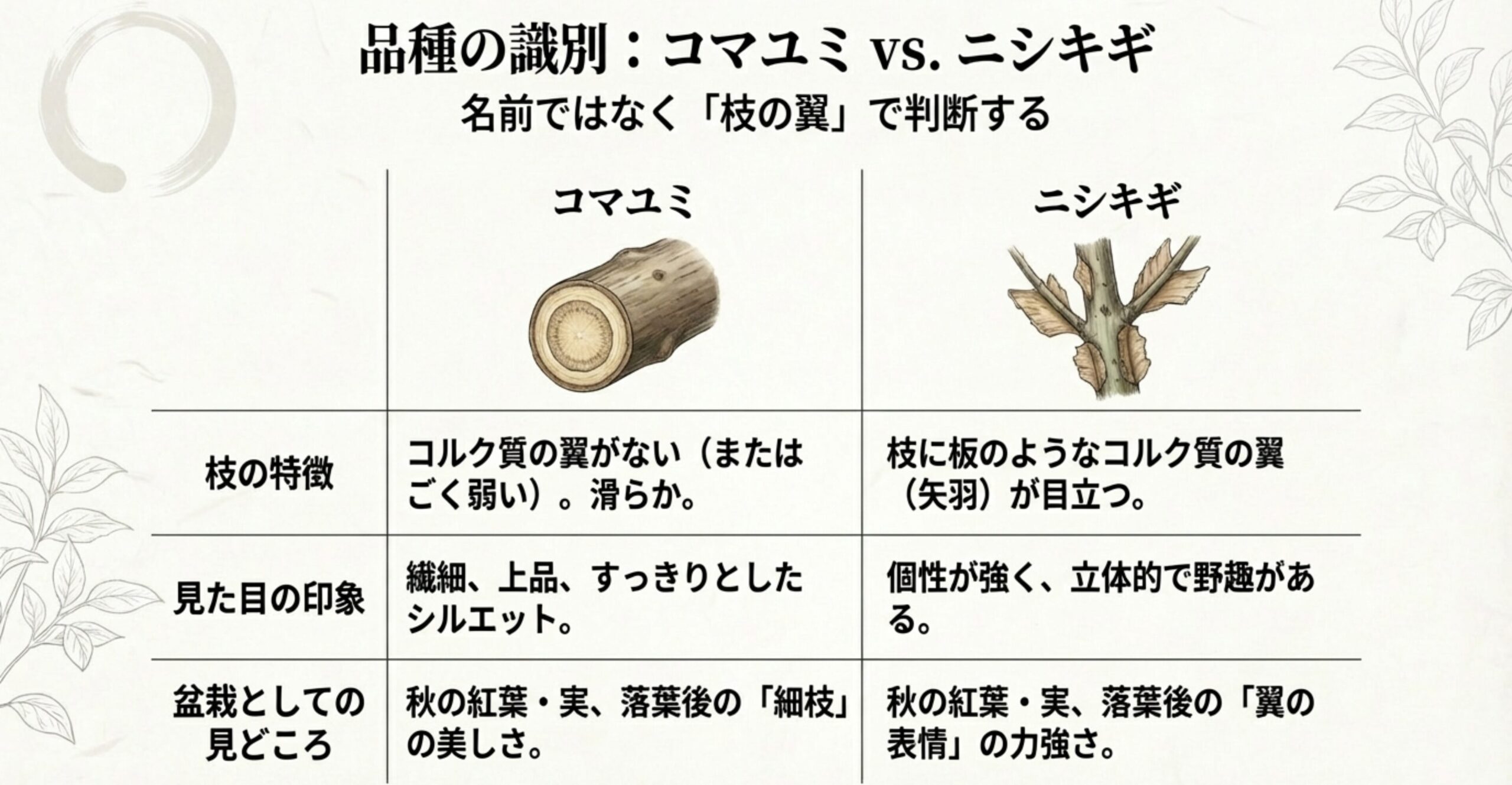 品種の識別：コマユミ VS. ニシキギ 。コマユミはコルク質の翼がなく上品なシルエットですが、ニシキギは板のような翼が目立ち個性的です 。