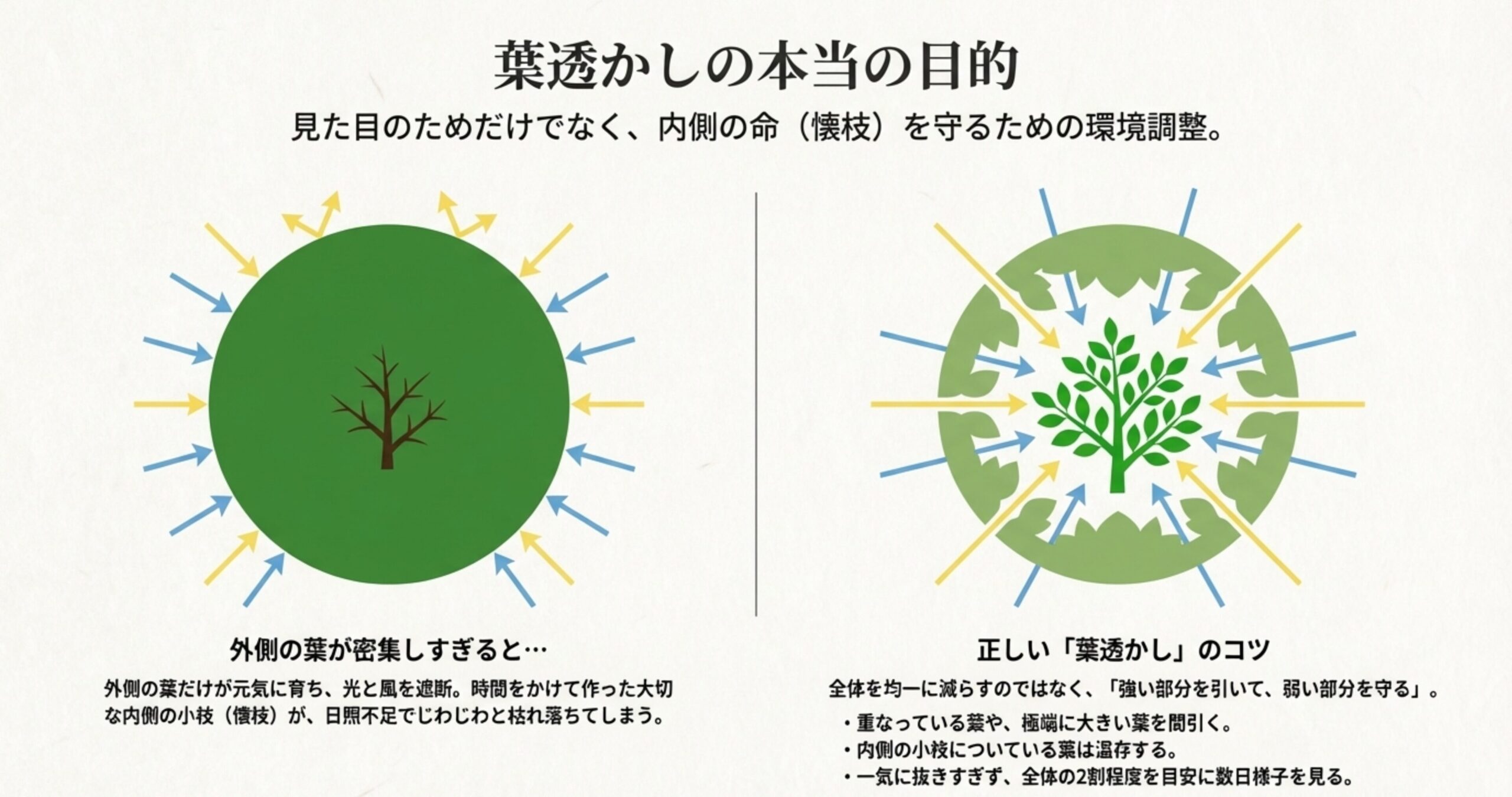 外側の葉を透かすことで、内側の小枝（懐枝）に光と風を届ける仕組みのイラスト 。