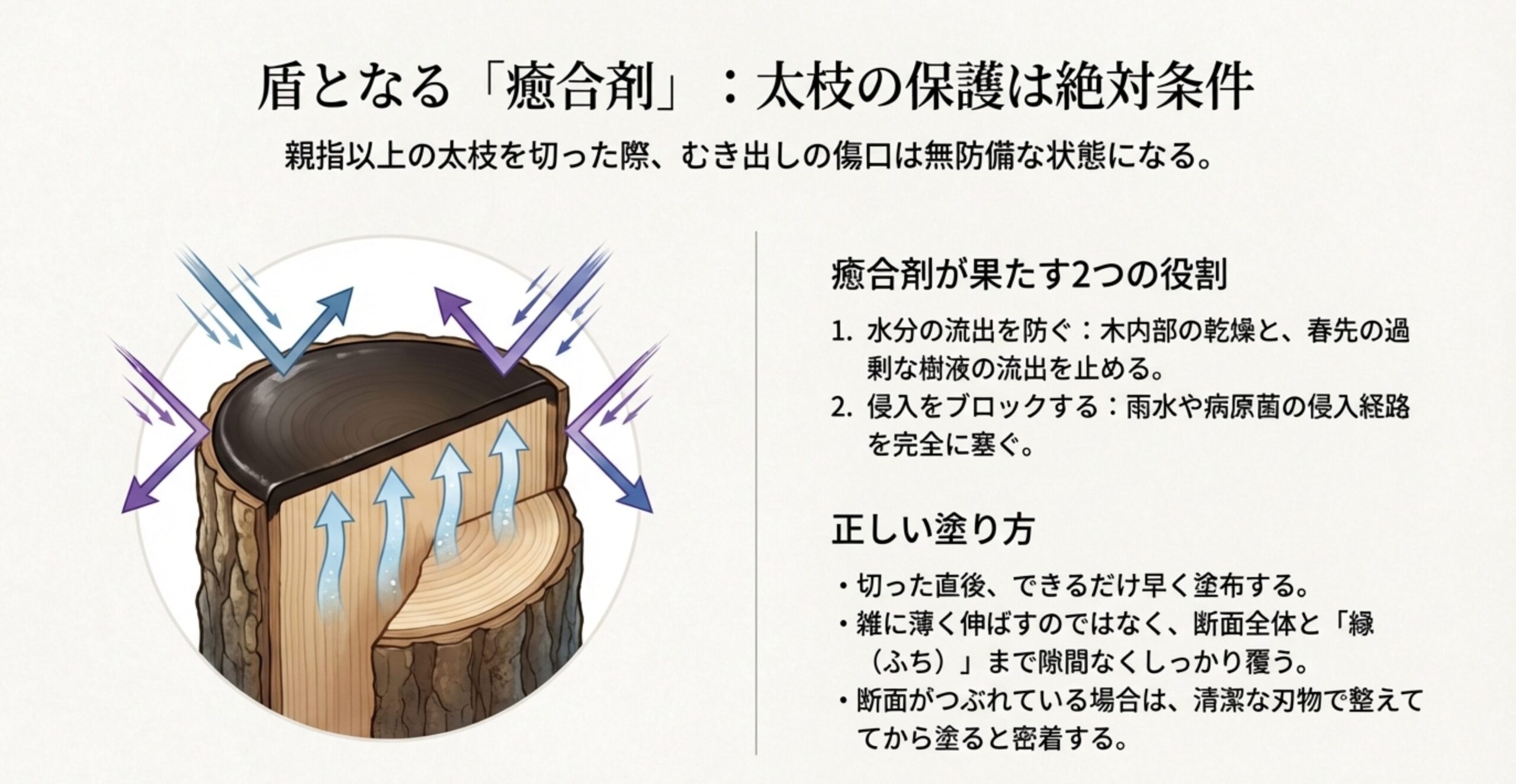 太枝の断面を癒合剤で覆い、水分の流出と病原菌の侵入をブロックするイメージ図