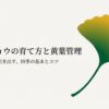 盆栽イチョウの育て方と黄葉管理、美しい黄金色を引き出す四季の基本とコツを解説するスライド。