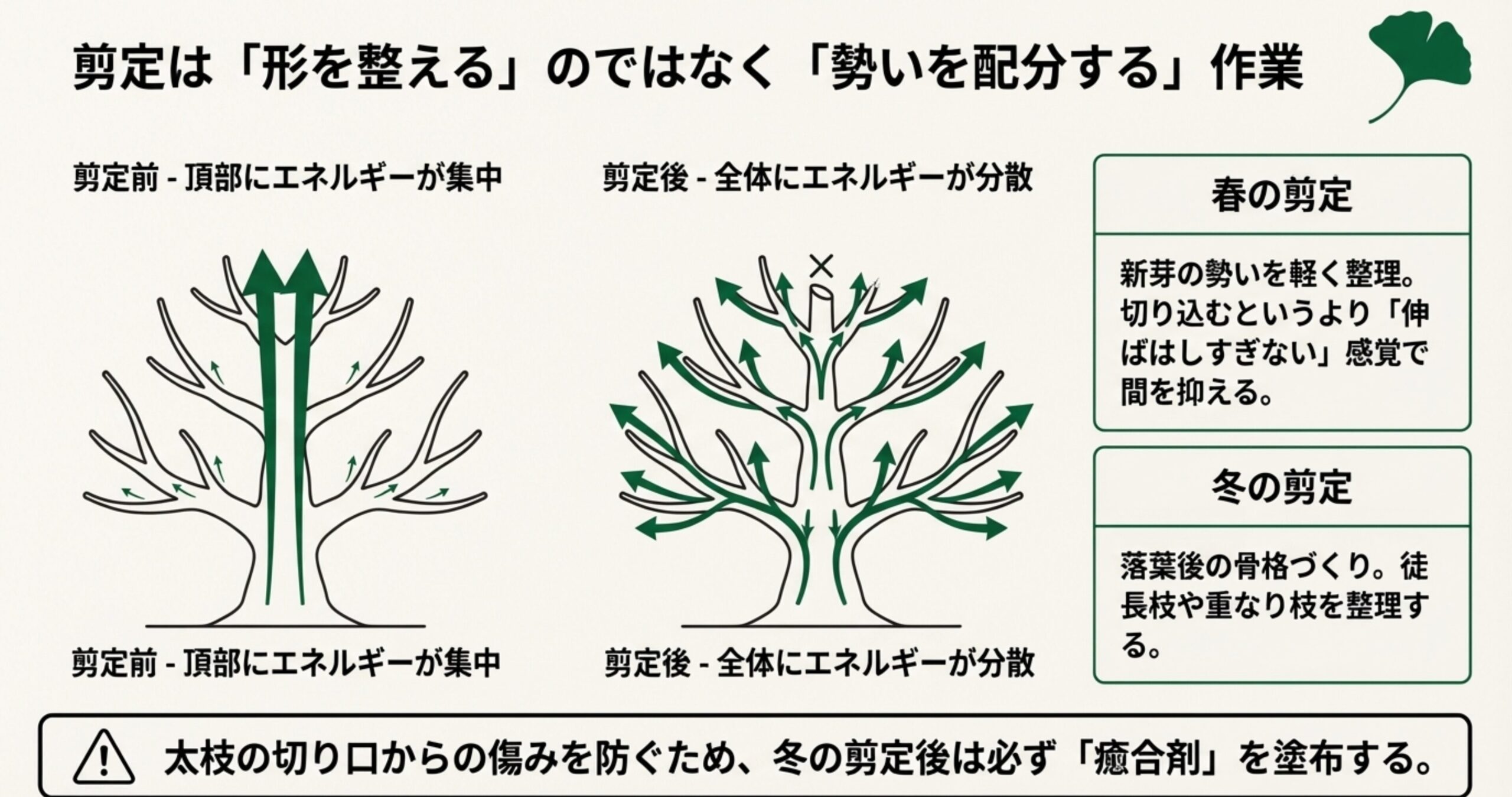 剪定前後のエネルギー流動の図解と、春の芽摘み・冬の骨格整理、癒合剤の重要性を説明するスライド。