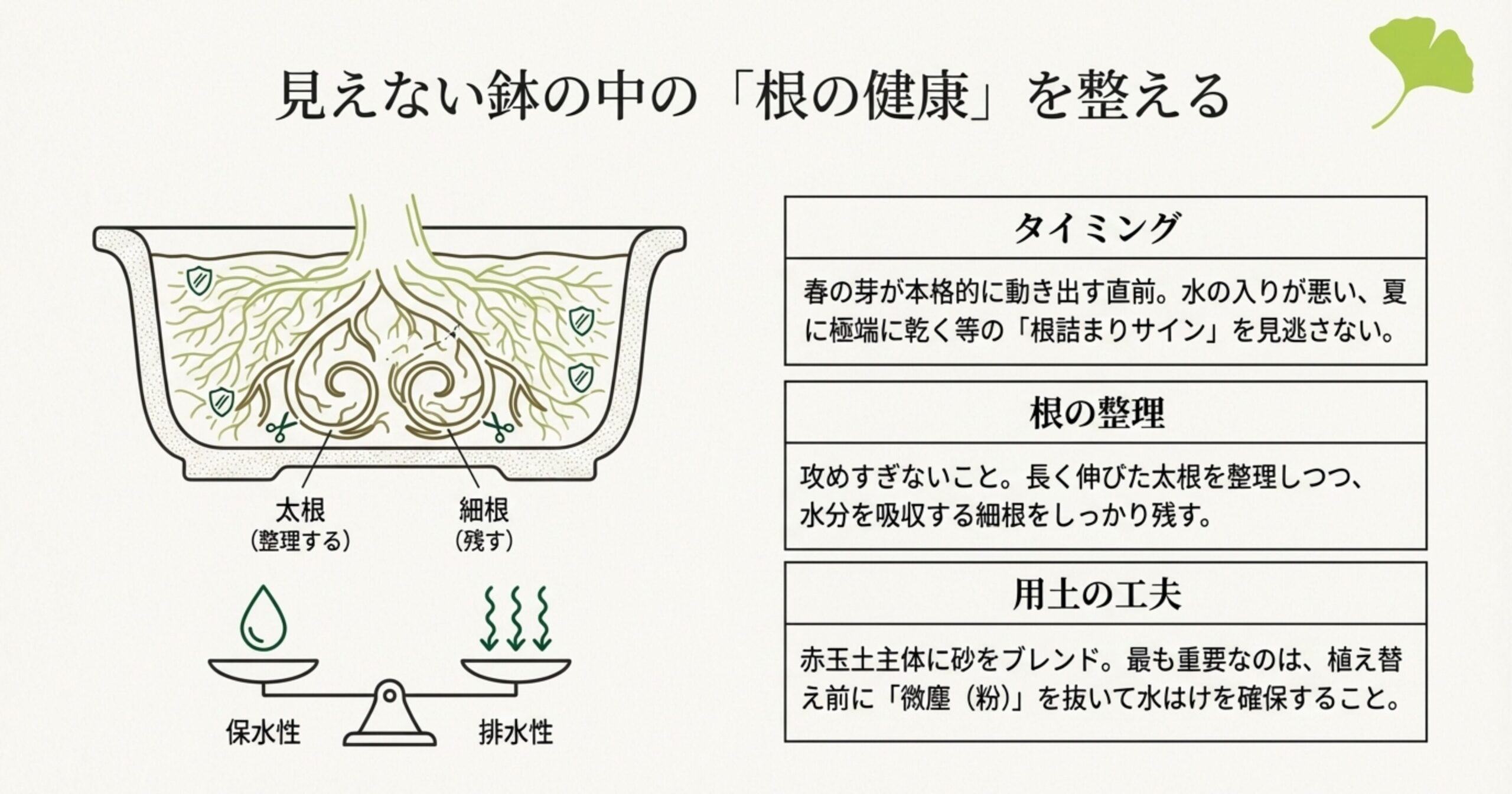 整理する太根と残す細根のイラスト、植え替えのタイミング、排水性と保水性のバランスを解説したスライド。