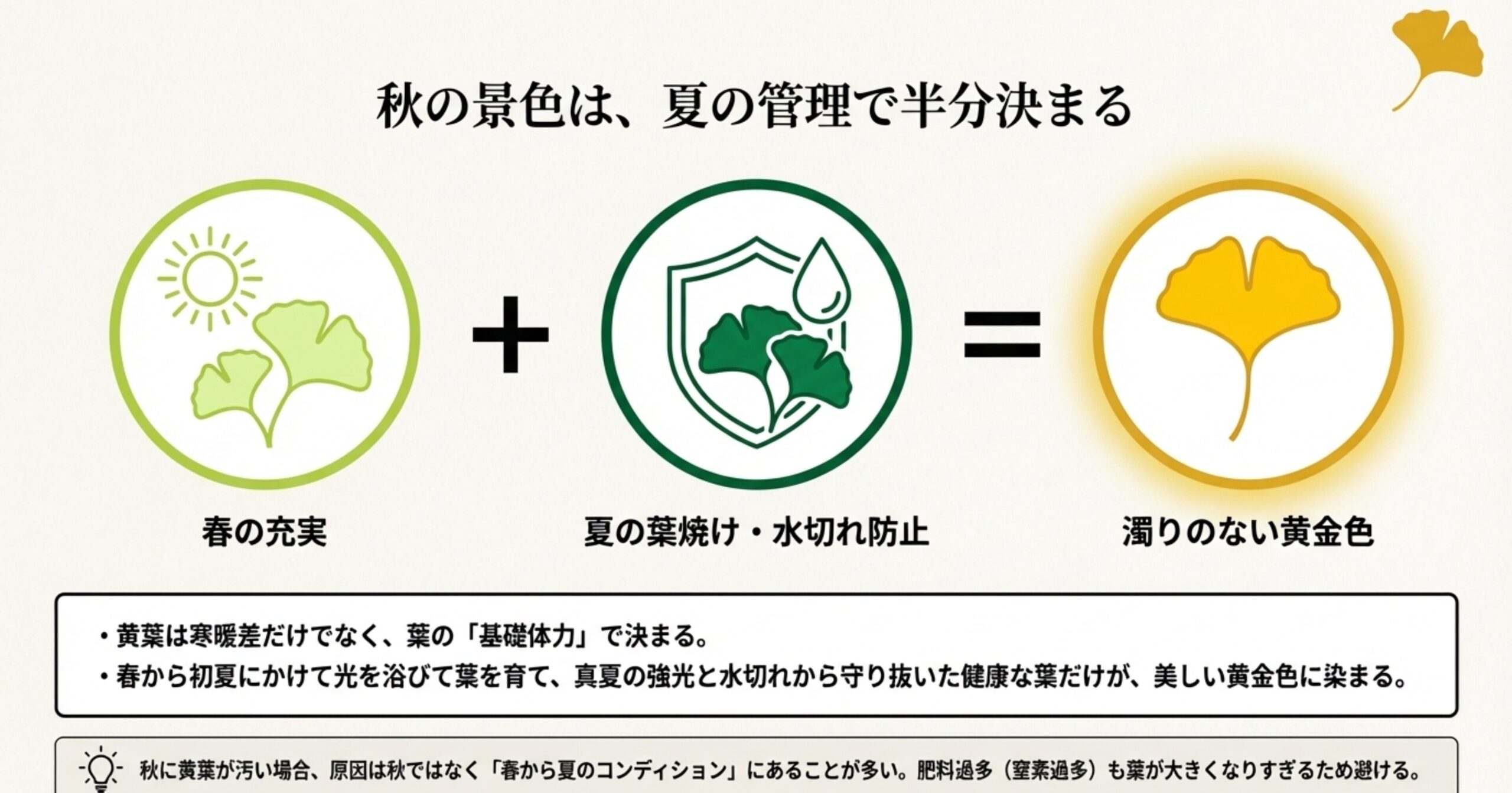 春の充実と夏の葉焼け・水切れ防止が合わさることで、濁りのない黄金色が得られることを示す相関図スライド。